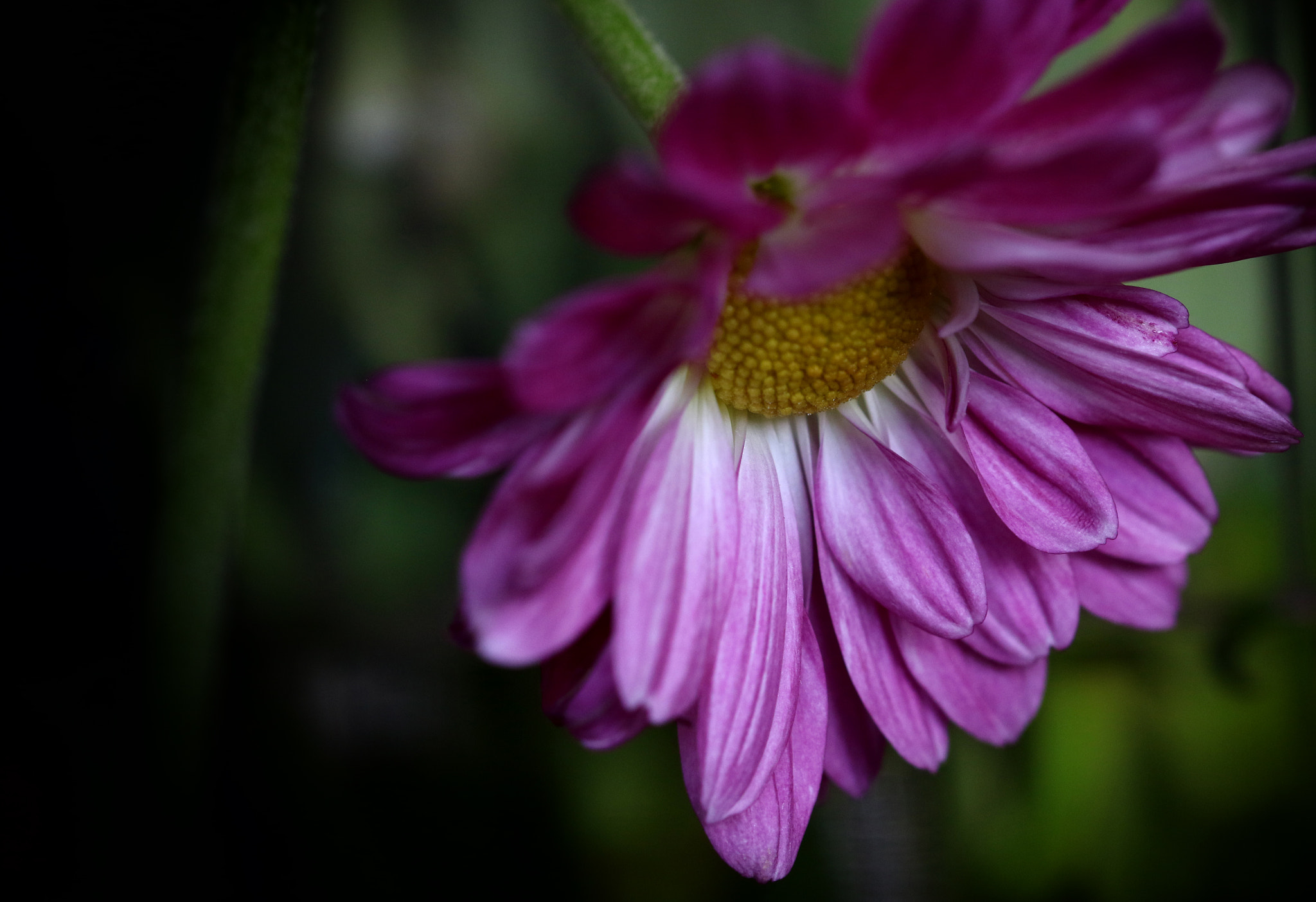 Canon EOS 7D Mark II + Sigma 105mm F2.8 EX DG OS HSM sample photo. Hanging pink photography