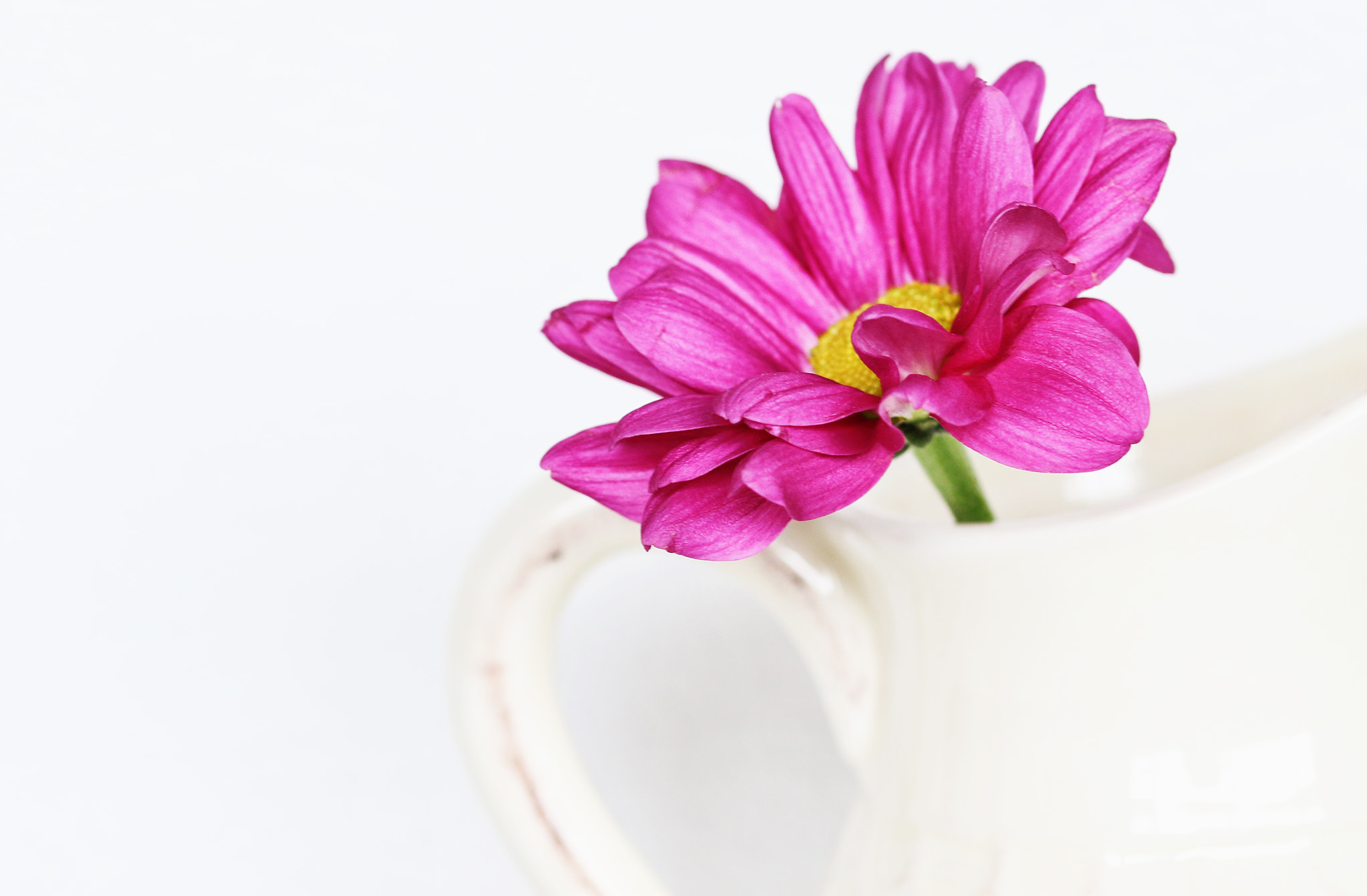 Sigma 105mm F2.8 EX DG OS HSM sample photo. Pink in jug photography