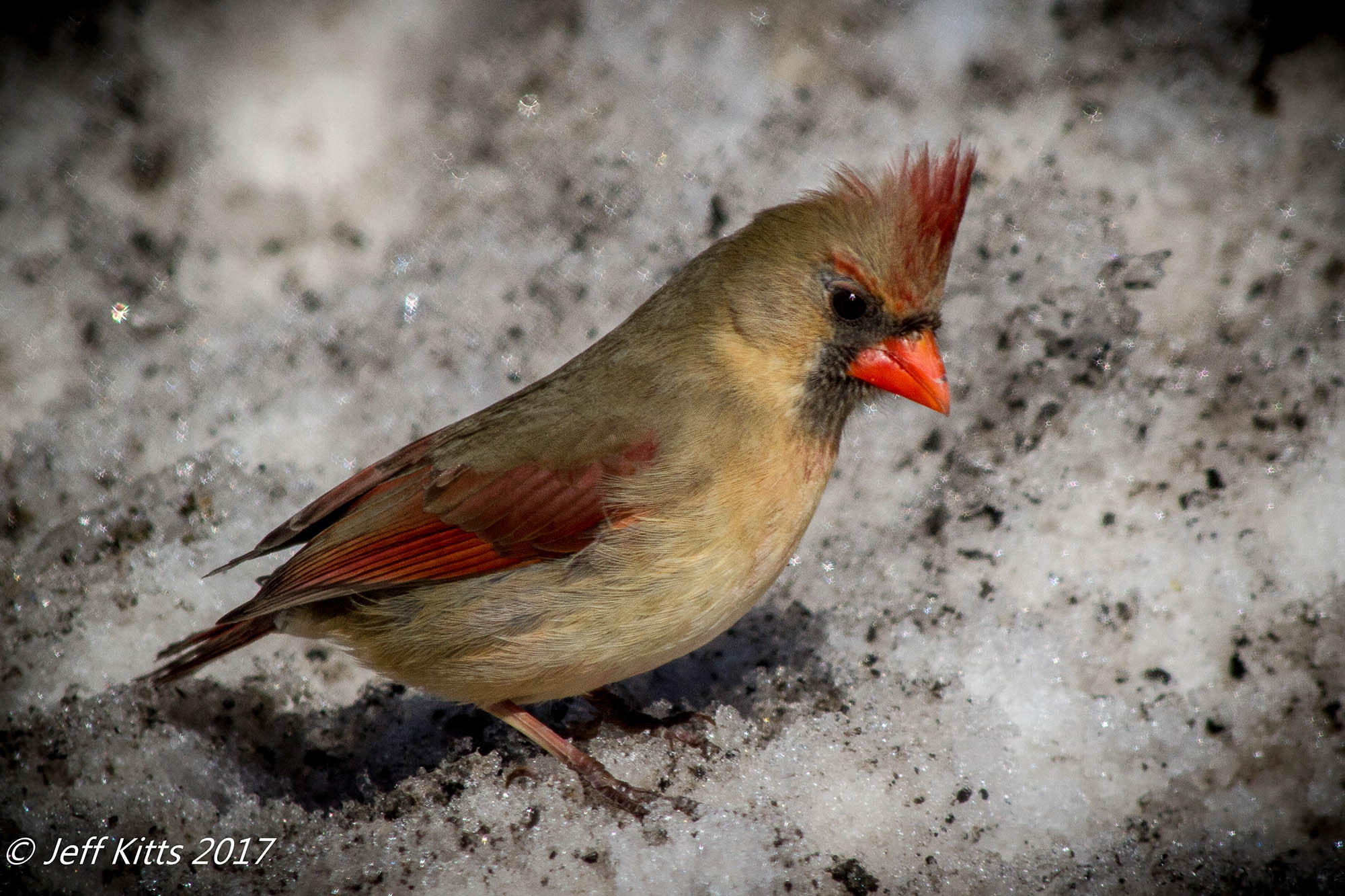 Canon EF 70-300mm F4-5.6 IS USM sample photo. 5428- northern cardinal 8 photography