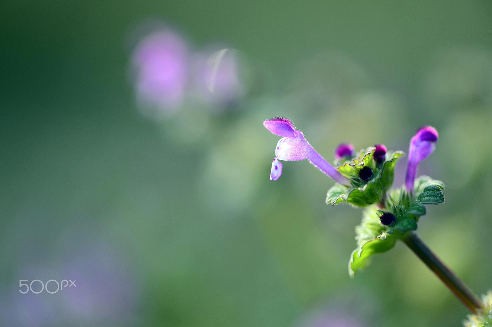 Nikon AF-S Micro-Nikkor 105mm F2.8G IF-ED VR sample photo. Henbit photography