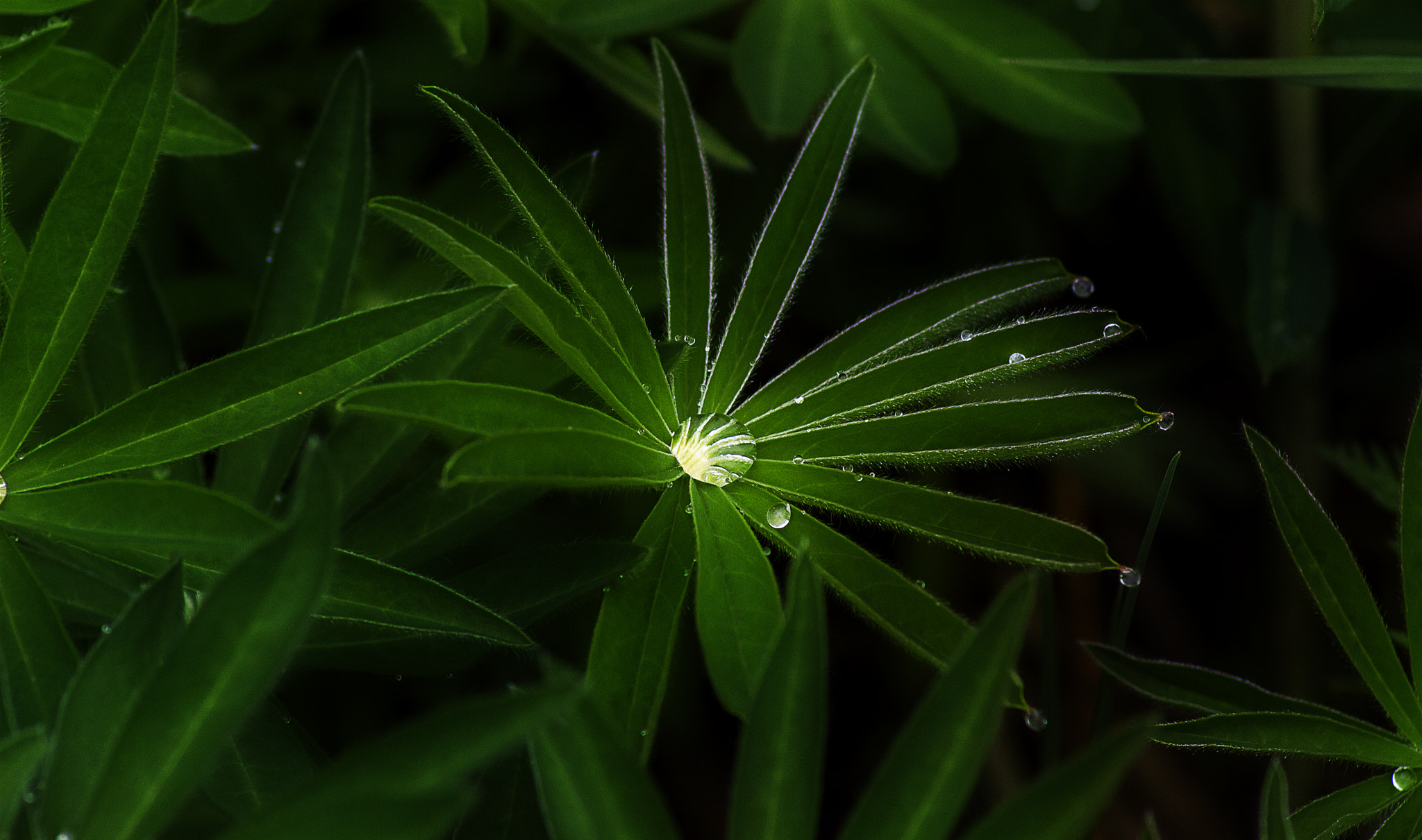 Nikon D3200 sample photo. Drops photography