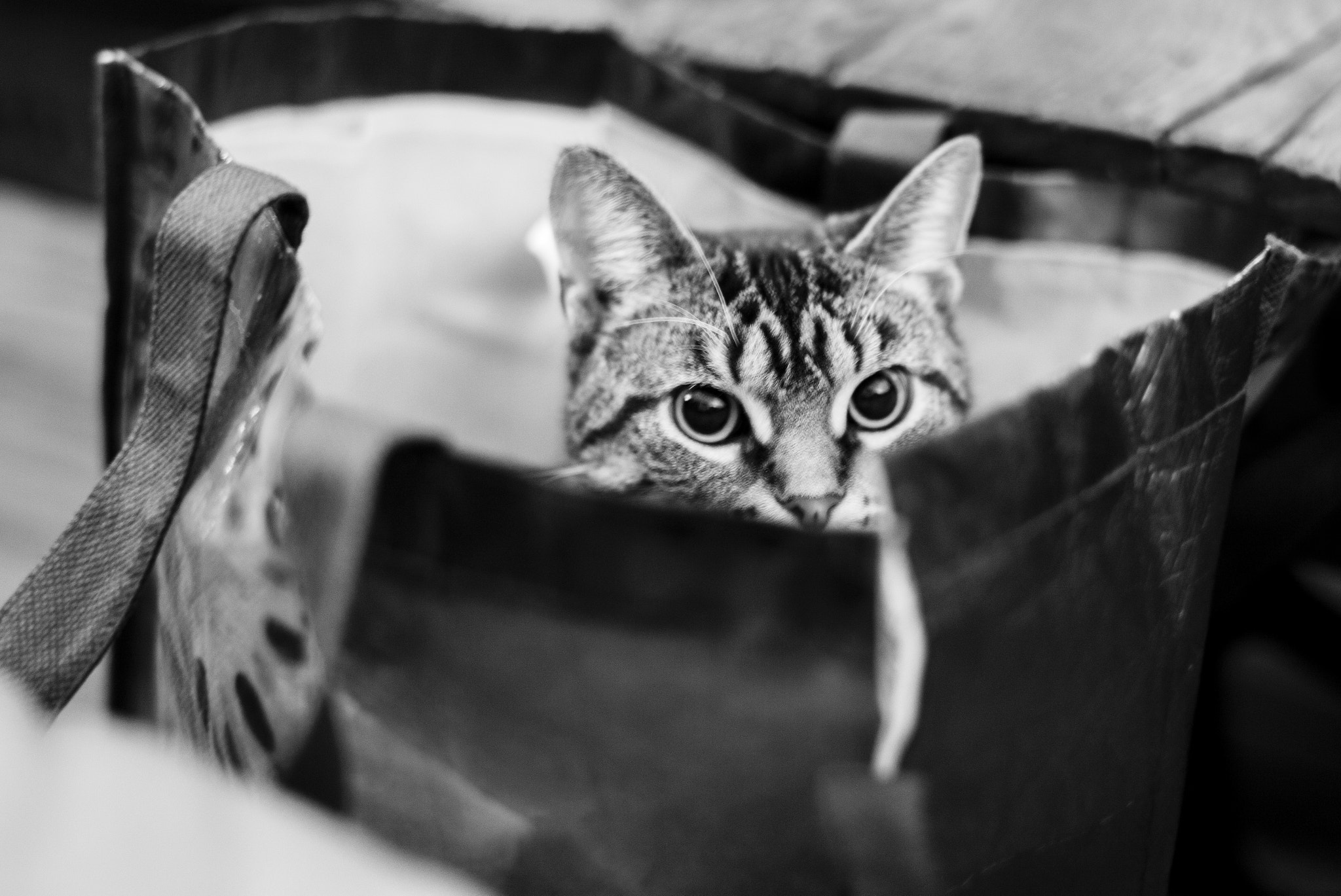 Leica Summilux-M 50mm F1.4 ASPH sample photo. The troublemaker photography