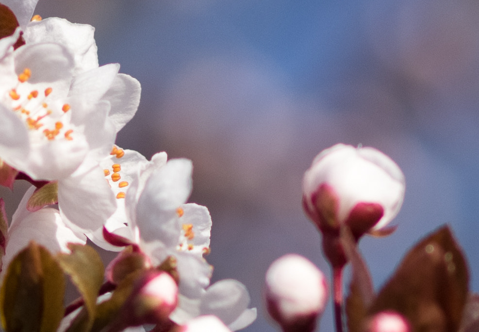 Canon EOS 60D + Canon EF 85mm F1.8 USM sample photo. Blooming almond tree, spring photography