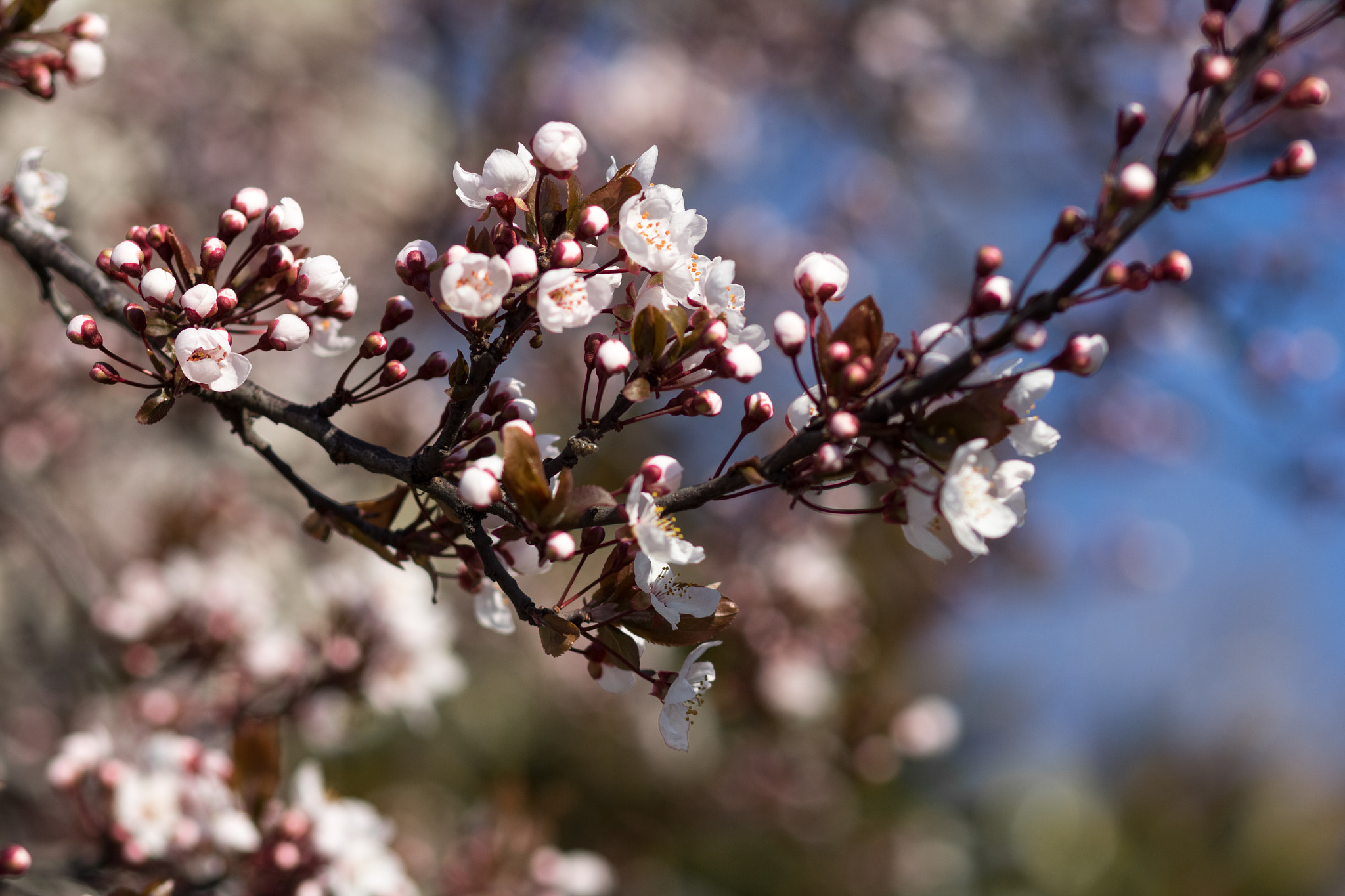 Canon EOS 60D + Canon EF 85mm F1.8 USM sample photo. Blooming almond tree, spring photography