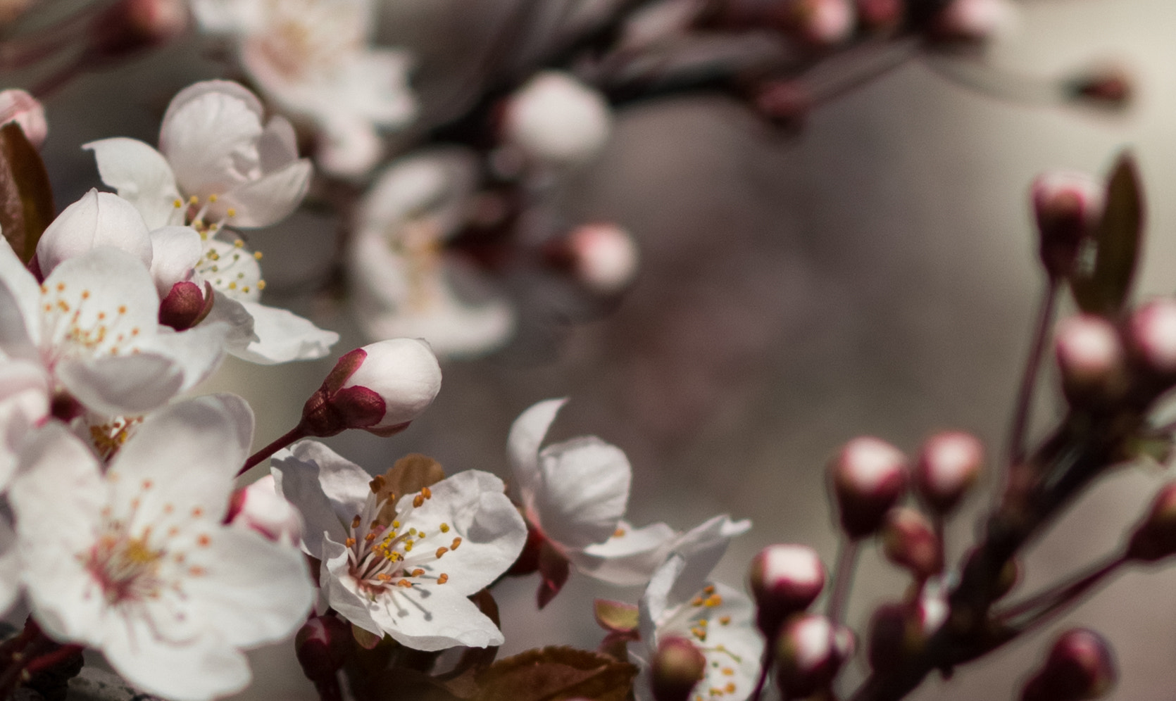 Canon EOS 60D + Canon EF 85mm F1.8 USM sample photo. Blooming almond tree, spring photography