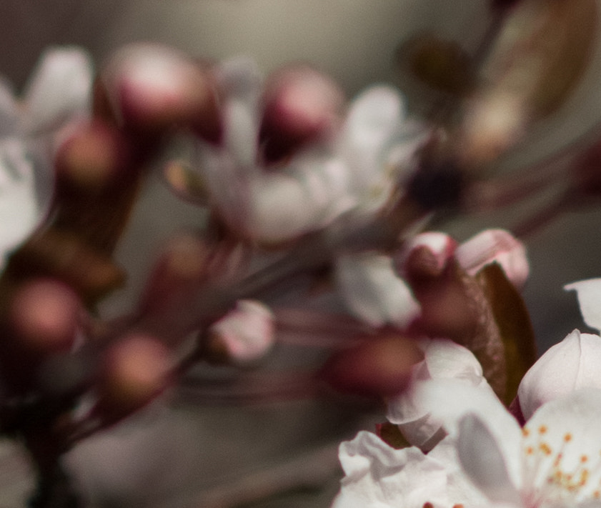 Canon EOS 60D + Canon EF 85mm F1.8 USM sample photo. Blooming almond tree, spring photography