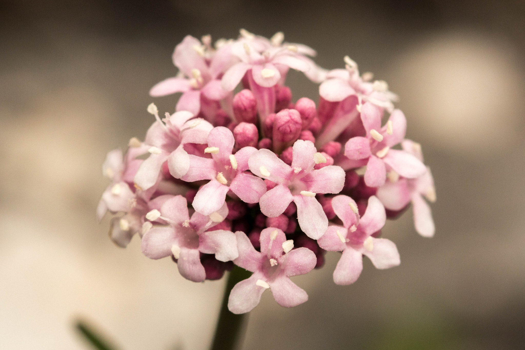 Sigma 105mm F2.8 EX DG OS HSM sample photo