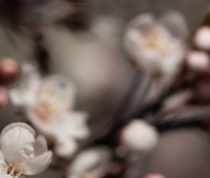Canon EOS 60D + Canon EF 85mm F1.8 USM sample photo. Blooming almond tree, spring photography
