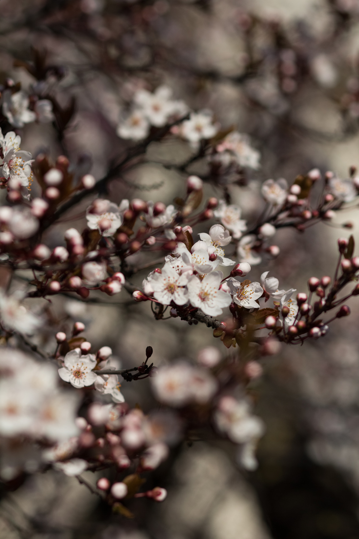 Canon EOS 60D sample photo. Blooming almond tree, spring photography