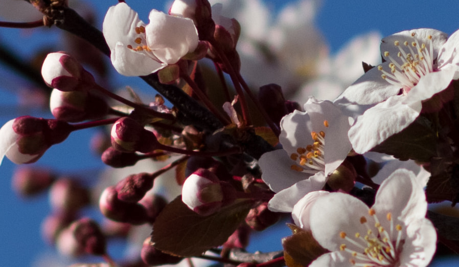 Canon EOS 60D sample photo. Blooming almond tree, spring photography