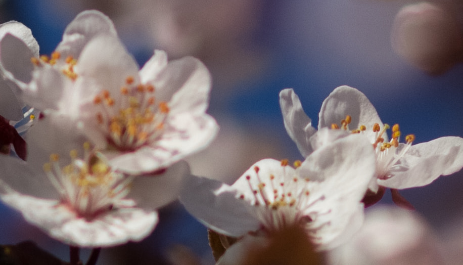 Canon EOS 60D sample photo. Blooming almond tree, spring photography