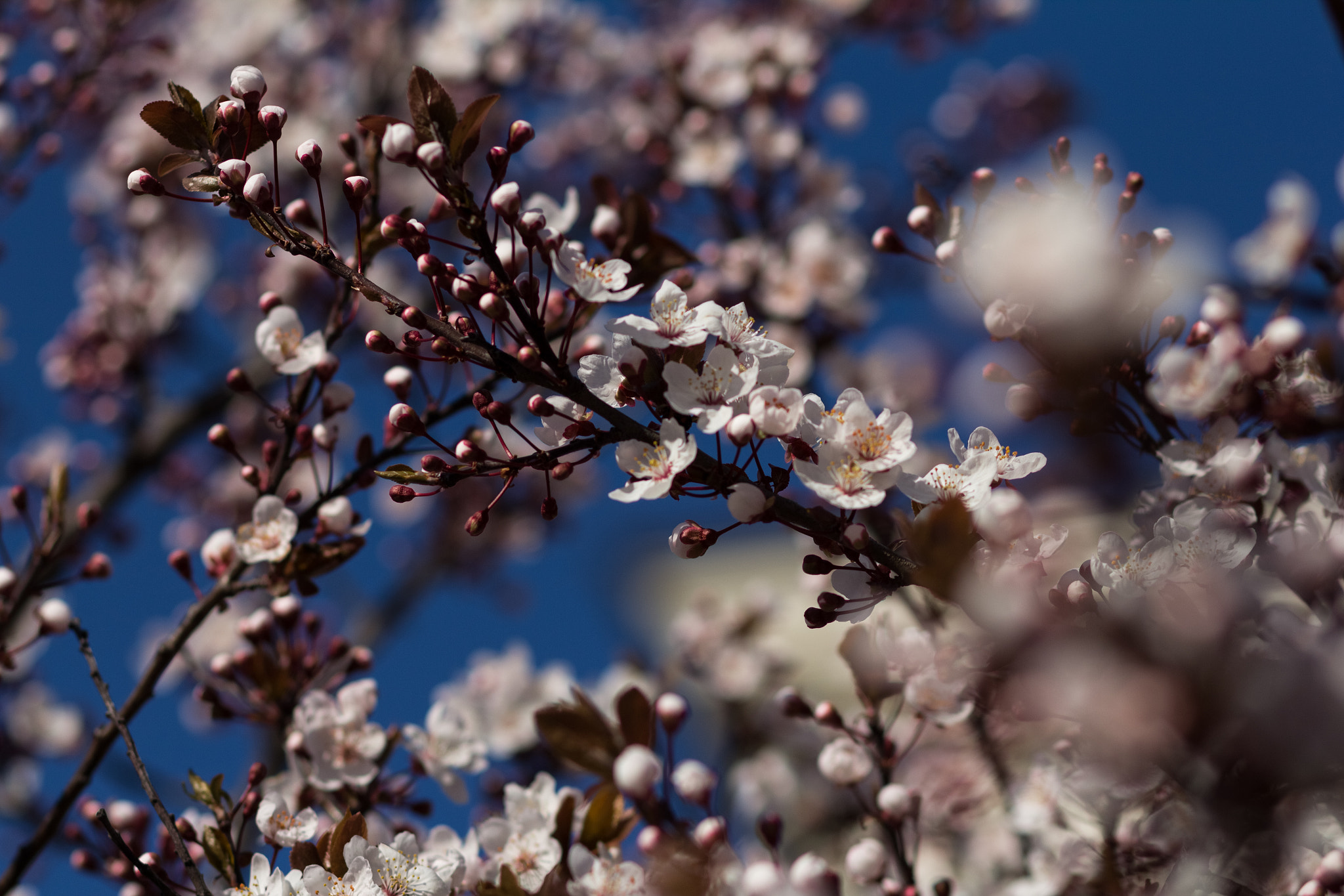 Canon EOS 60D + Canon EF 85mm F1.8 USM sample photo. Blooming almond tree, spring photography