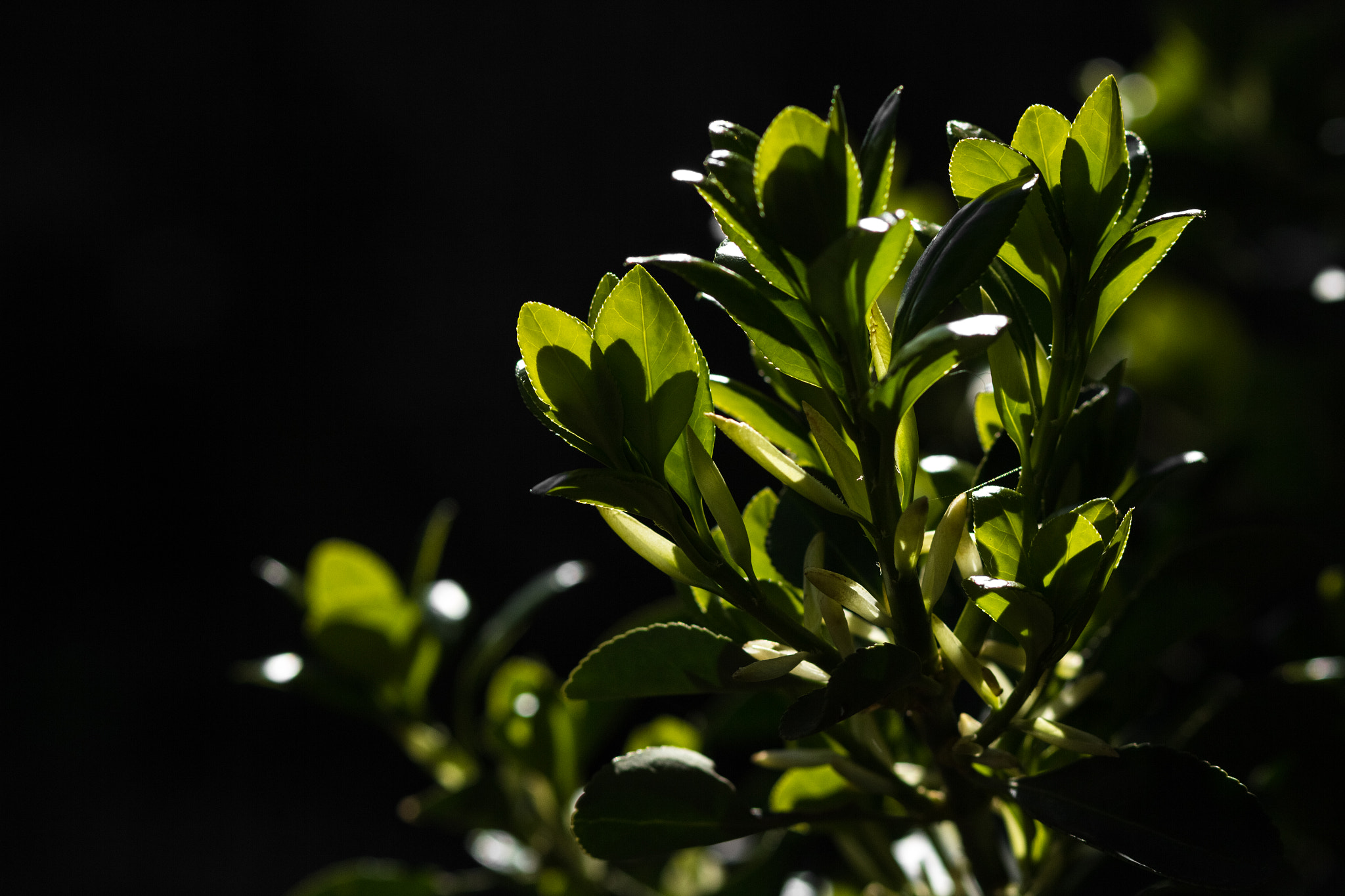 Canon EOS 60D + Canon EF 85mm F1.8 USM sample photo. Blooming almond tree, spring photography