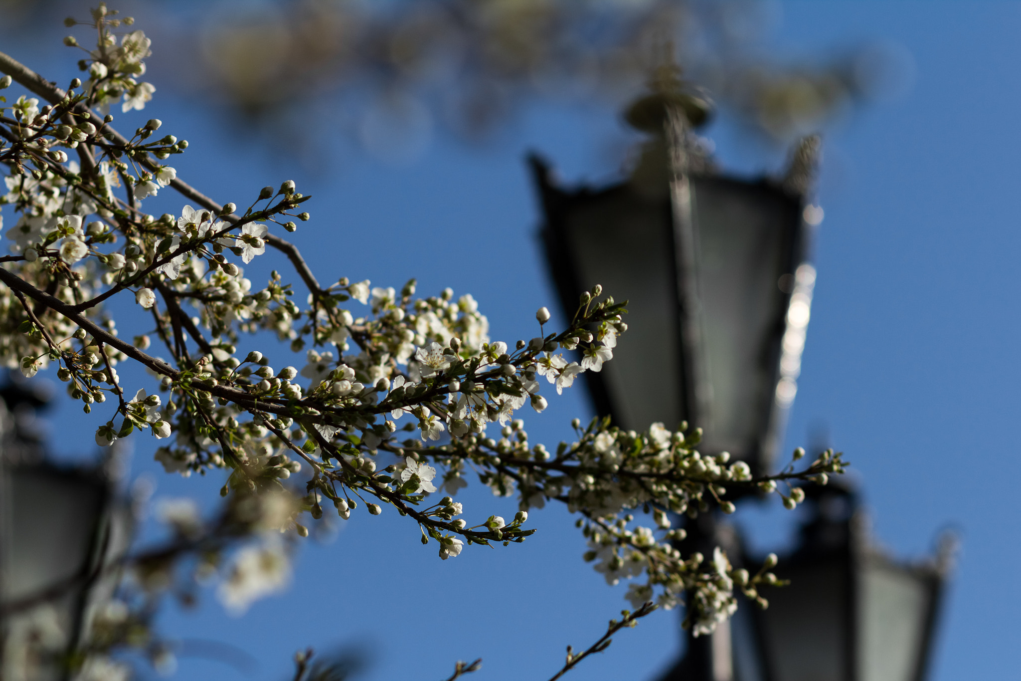 Canon EOS 60D + Canon EF 85mm F1.8 USM sample photo. Blooming almond tree, spring photography