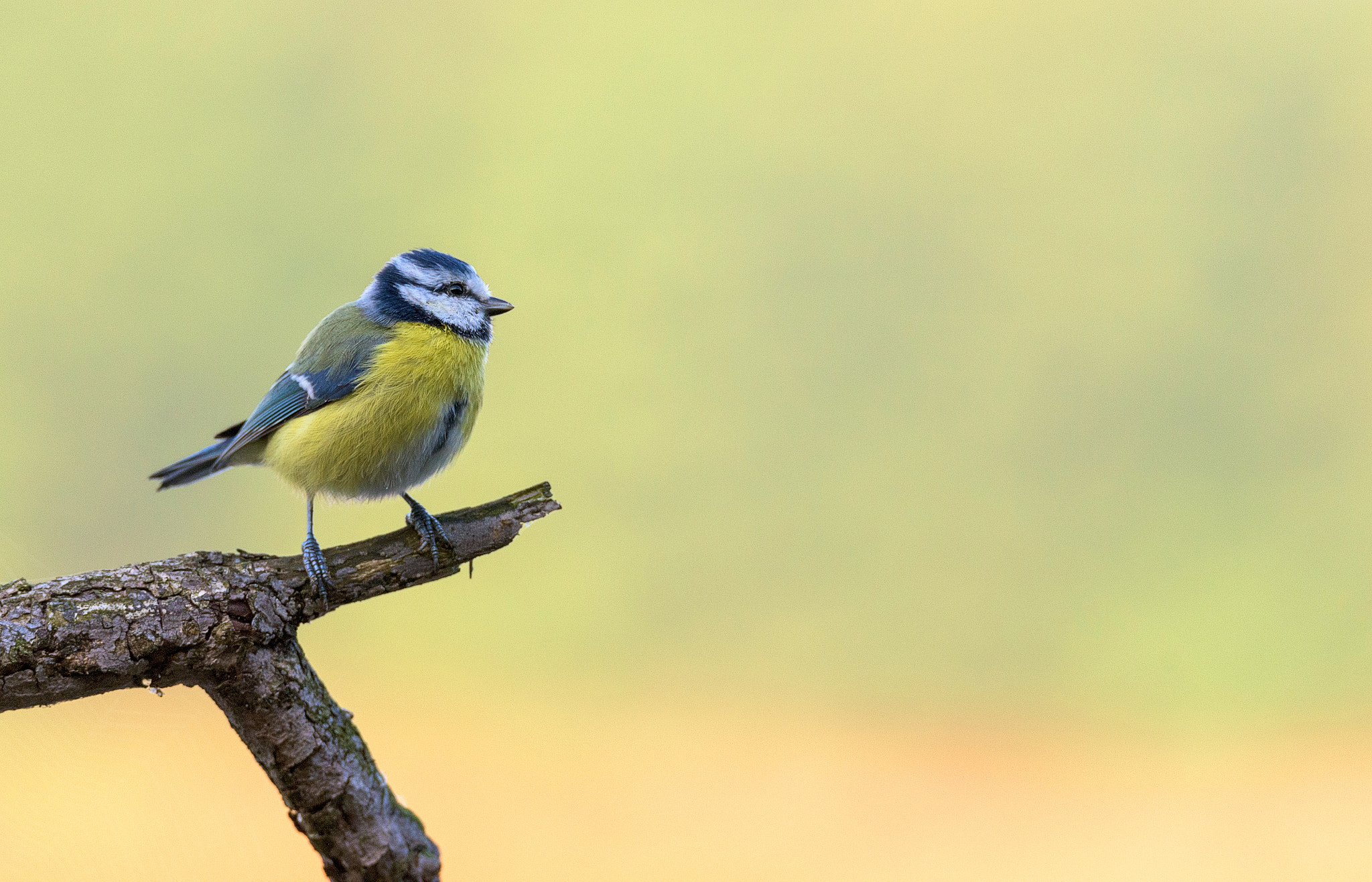 Sigma 150-600mm F5-6.3 DG OS HSM | S sample photo. Tom-tit photography
