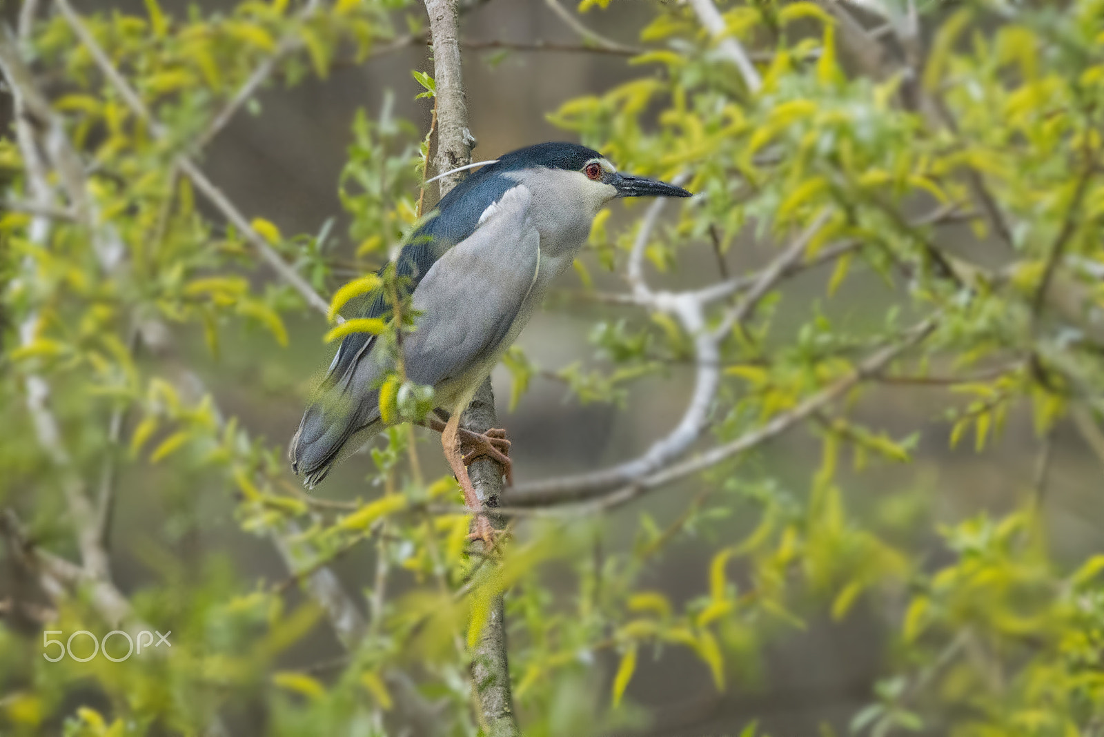 Nikon D810 sample photo. Night heron/nitticora/Ночная цапля photography