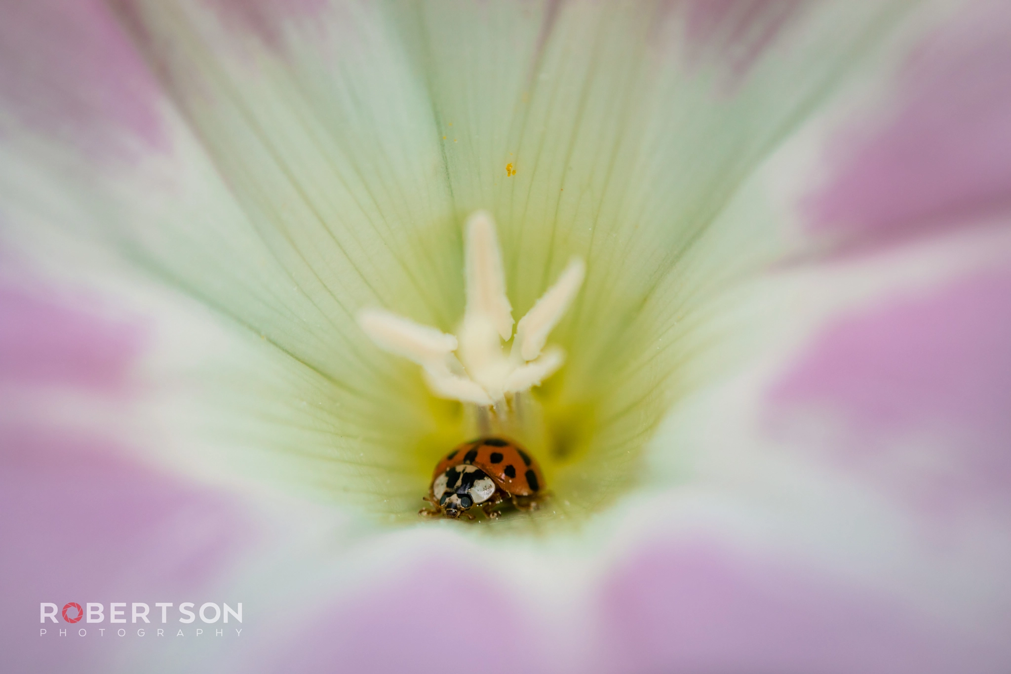 Canon EF 50mm F1.8 II sample photo. Lady bug hiding out photography