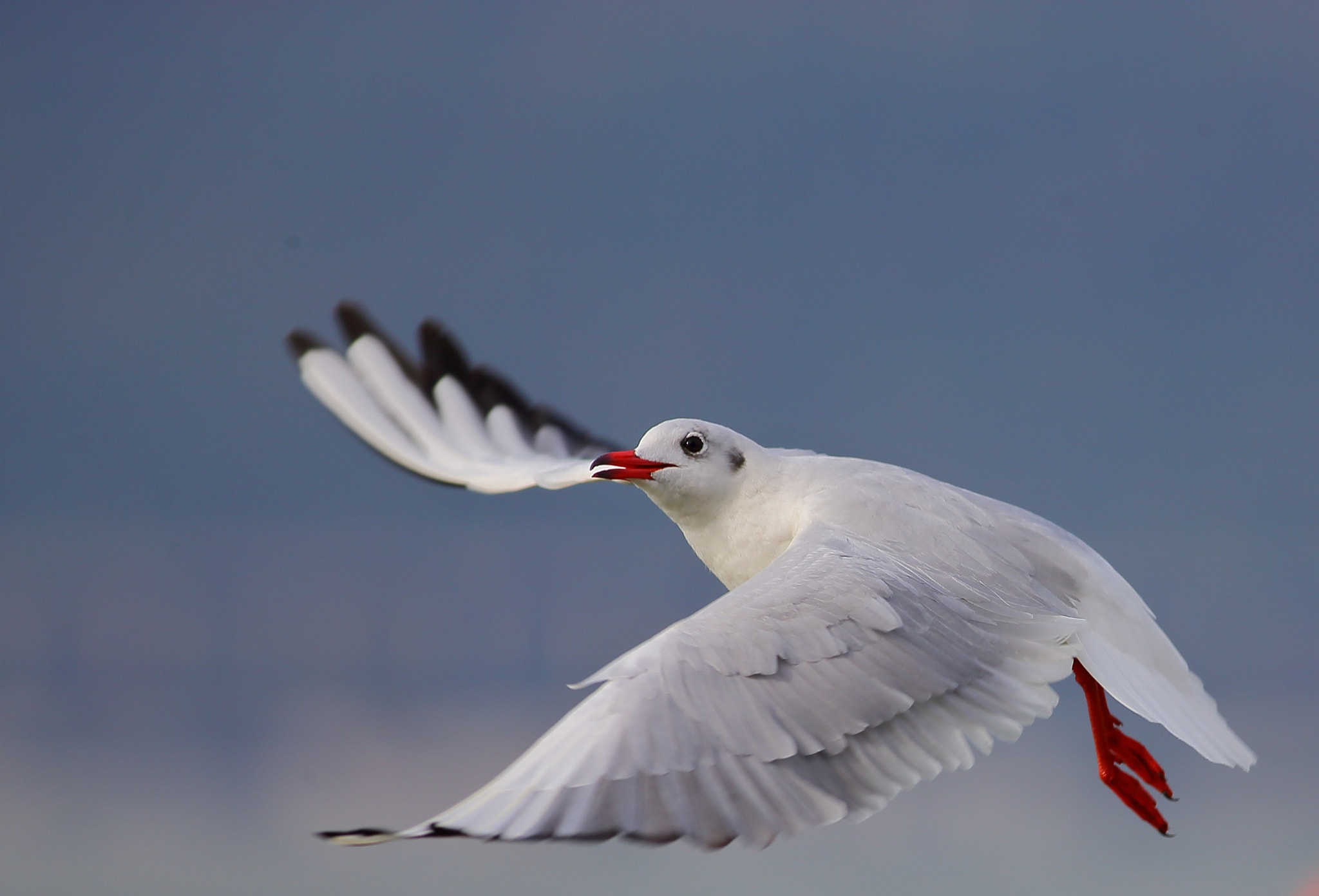 Canon EOS-1D X + Canon EF 400mm F5.6L USM sample photo