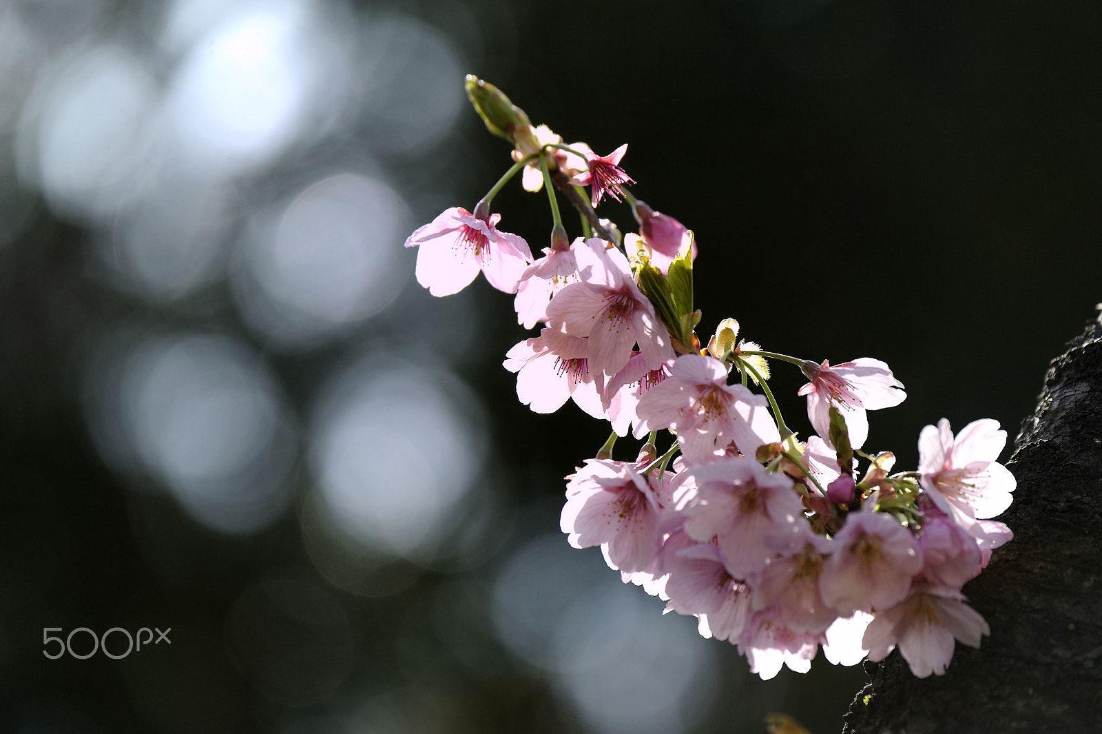 Nikon D700 + Nikon AF-S Nikkor 80-400mm F4.5-5.6G ED VR sample photo. Cherry blossoms photography