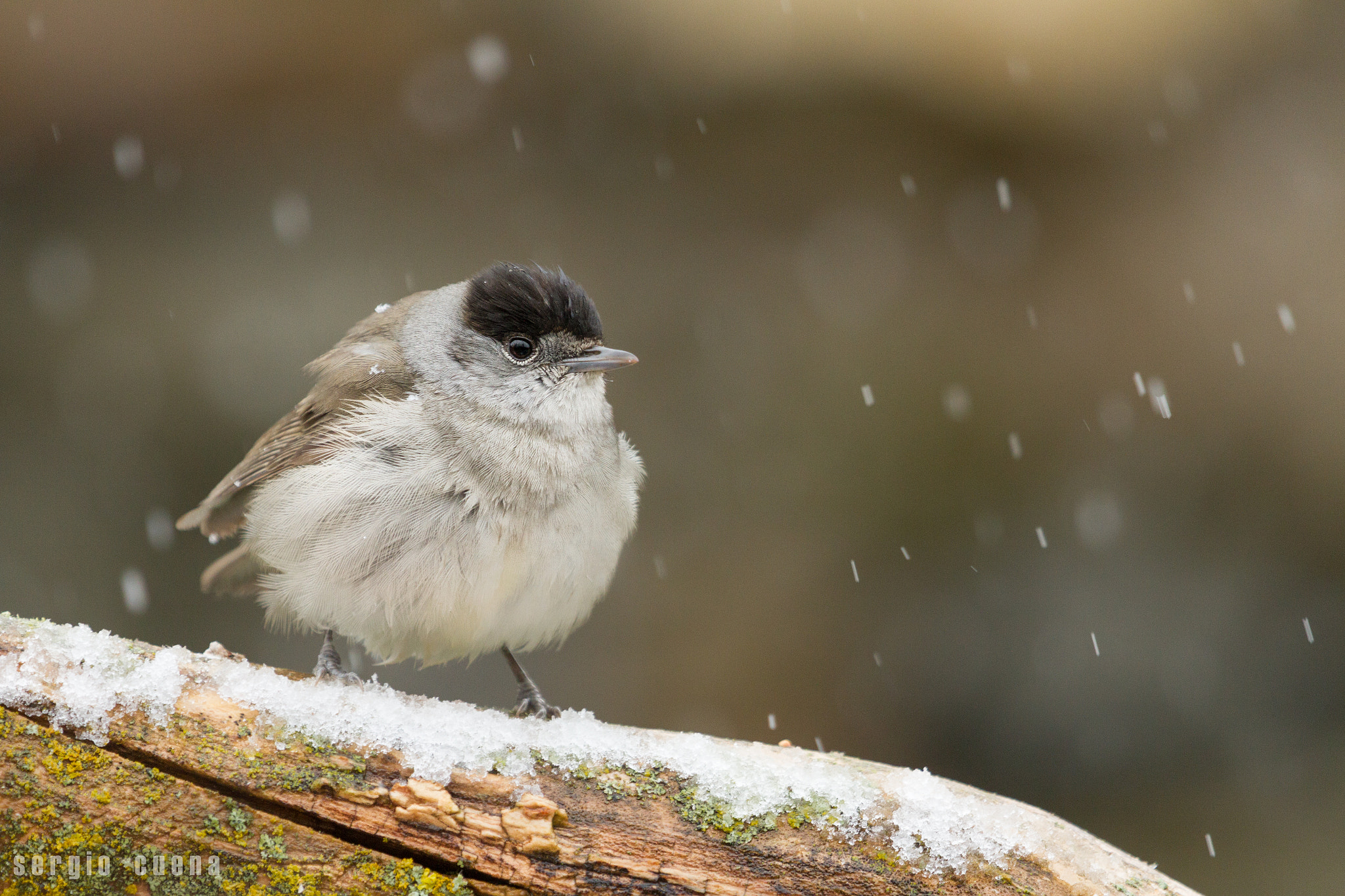 Canon EF 100-400mm F4.5-5.6L IS USM sample photo. Curruca capirotada, blackcap (sylvia atricapilla) photography