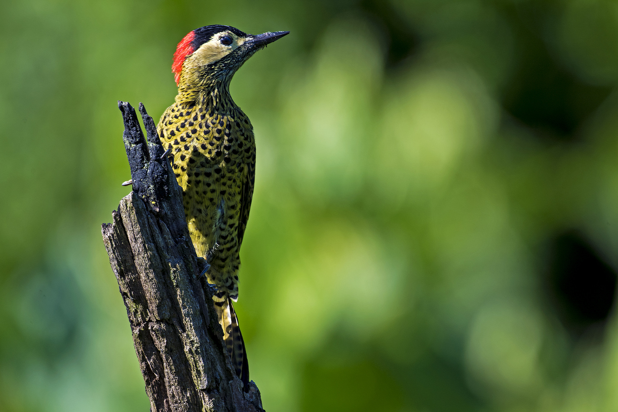 Nikon D5 + Nikon AF-S Nikkor 800mm F5.6E FL ED VR sample photo. Green-barred woodpecker - female photography