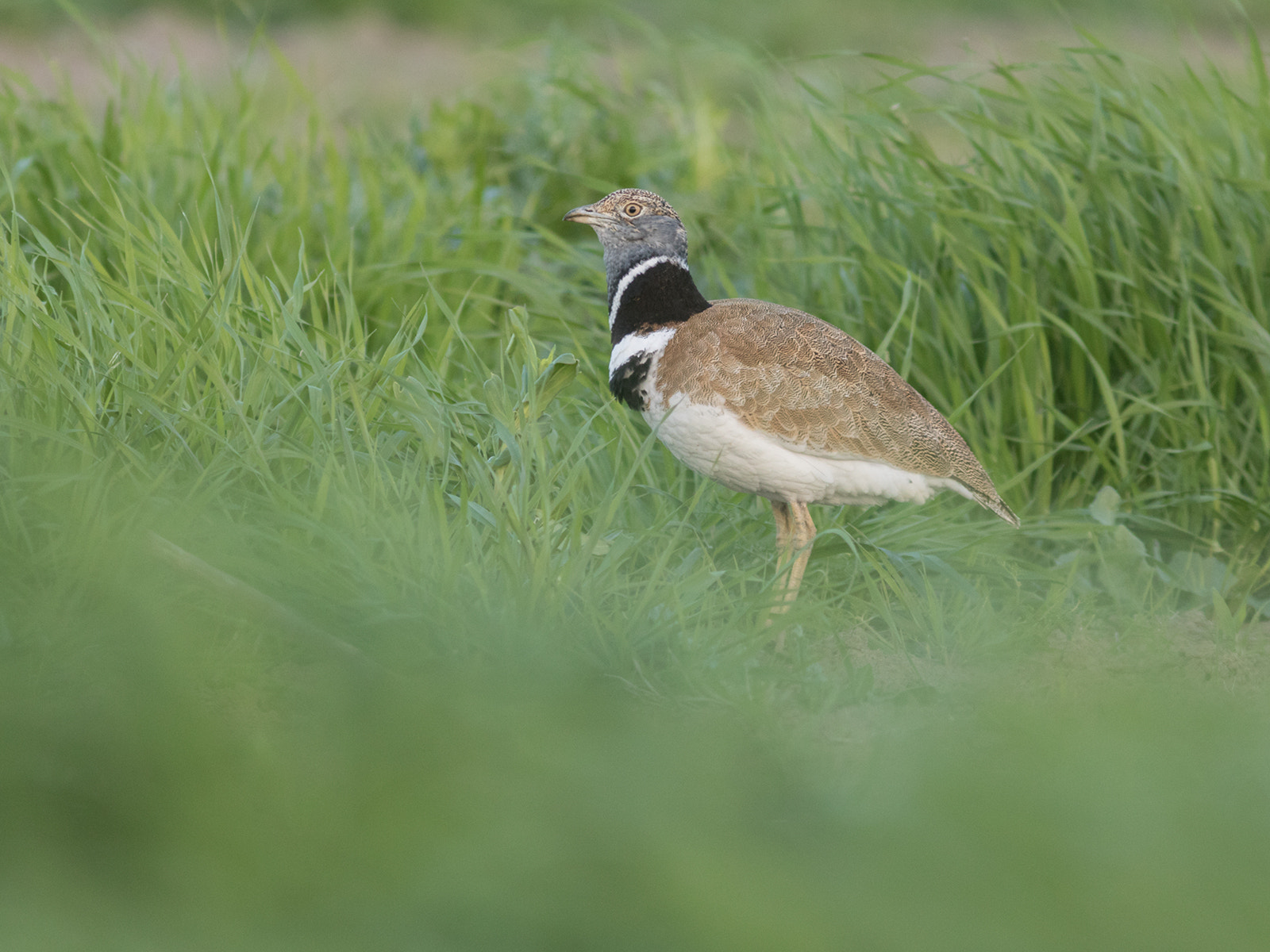 Canon EOS 7D Mark II + Canon EF 300mm F4L IS USM sample photo. Sisón común photography