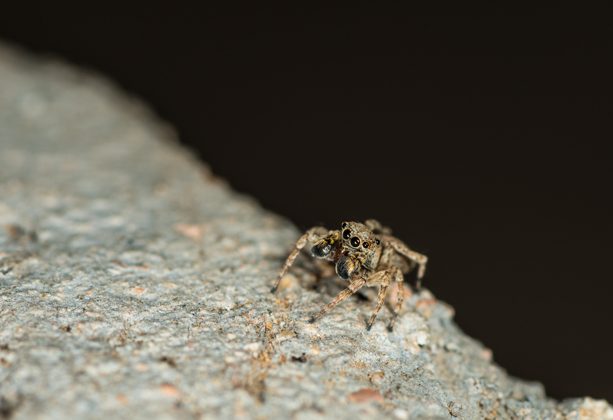 Nikon D810 sample photo. Salticidae photography