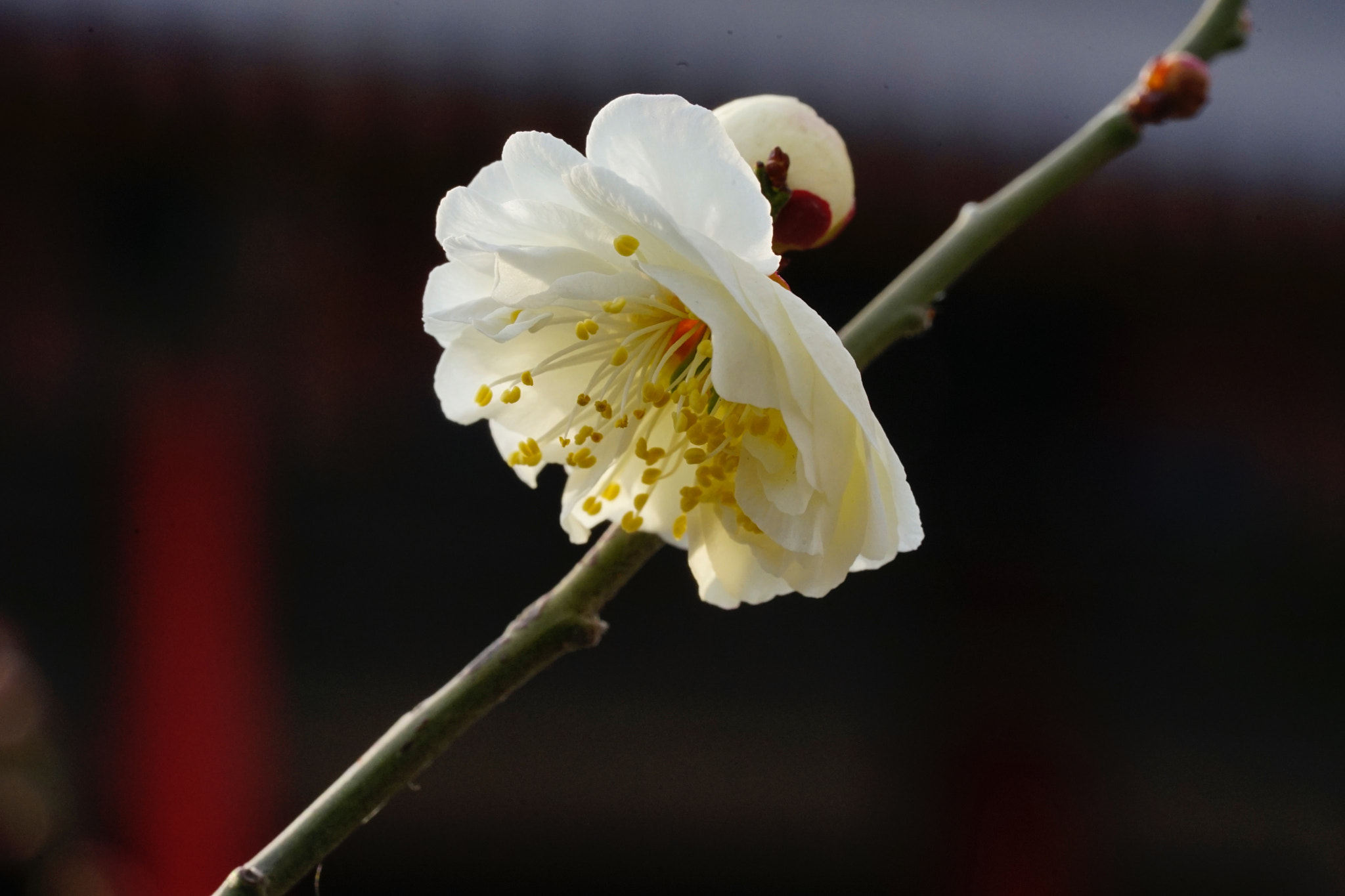 Sony a7 II + Sony FE 90mm F2.8 Macro G OSS sample photo. 春梅娇俏 photography