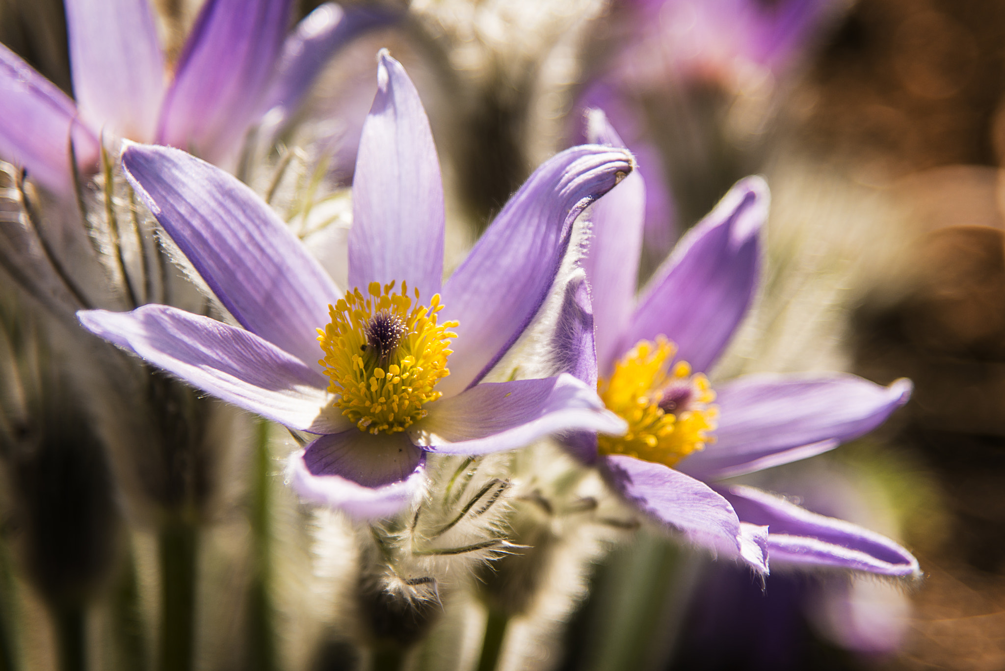 Nikon AF-S Nikkor 24-120mm F4G ED VR sample photo. Flowers of pulsatilla halleri photography