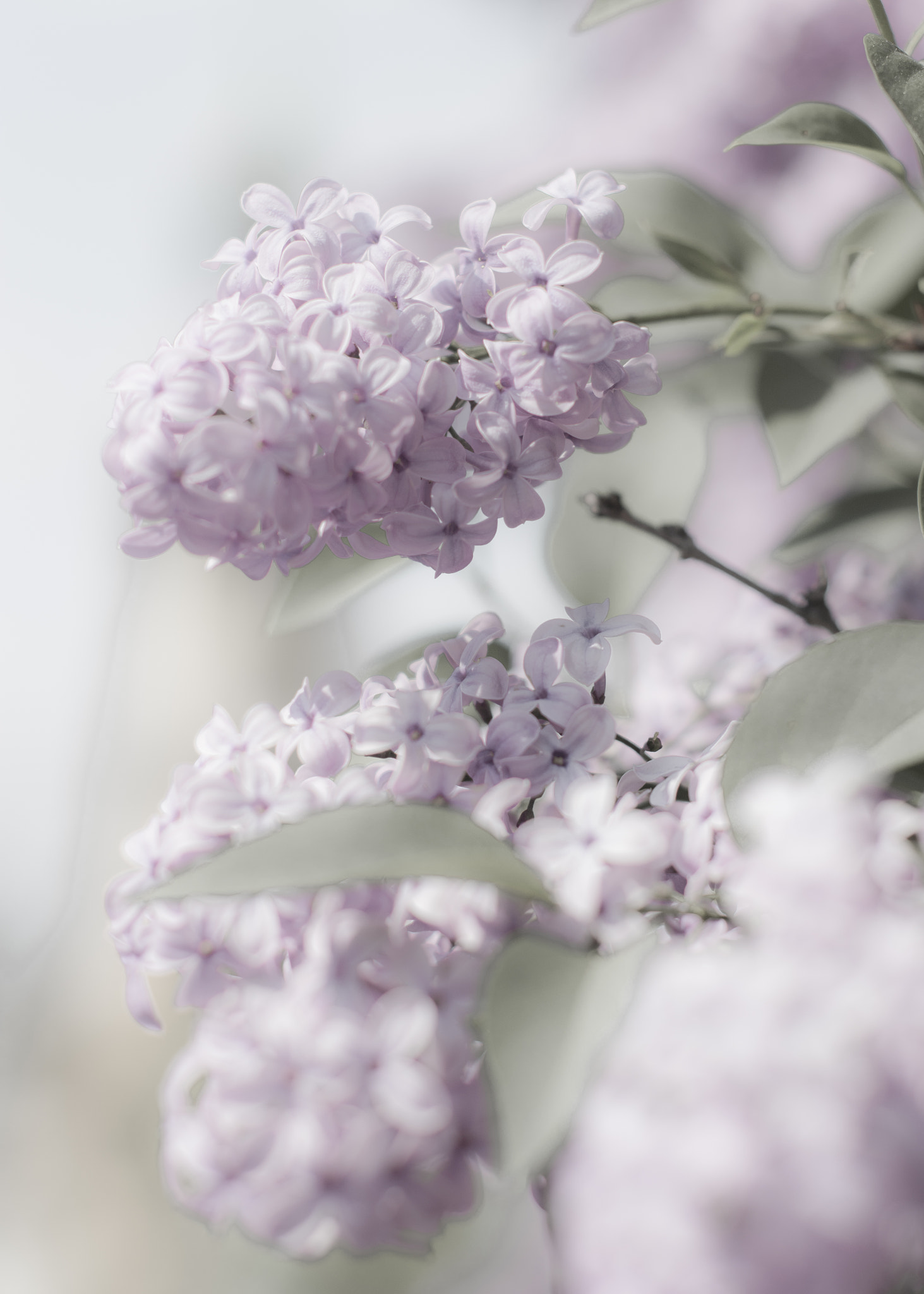 Nikon D7100 + Nikon AF-S Nikkor 50mm F1.4G sample photo. T photography