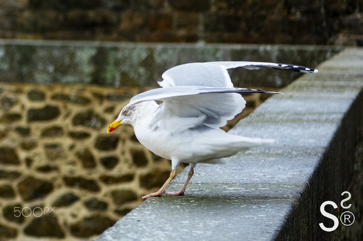 Sony Cyber-shot DSC-RX10 + 24-200mm F2.8 sample photo. Saint-malo 23 photography