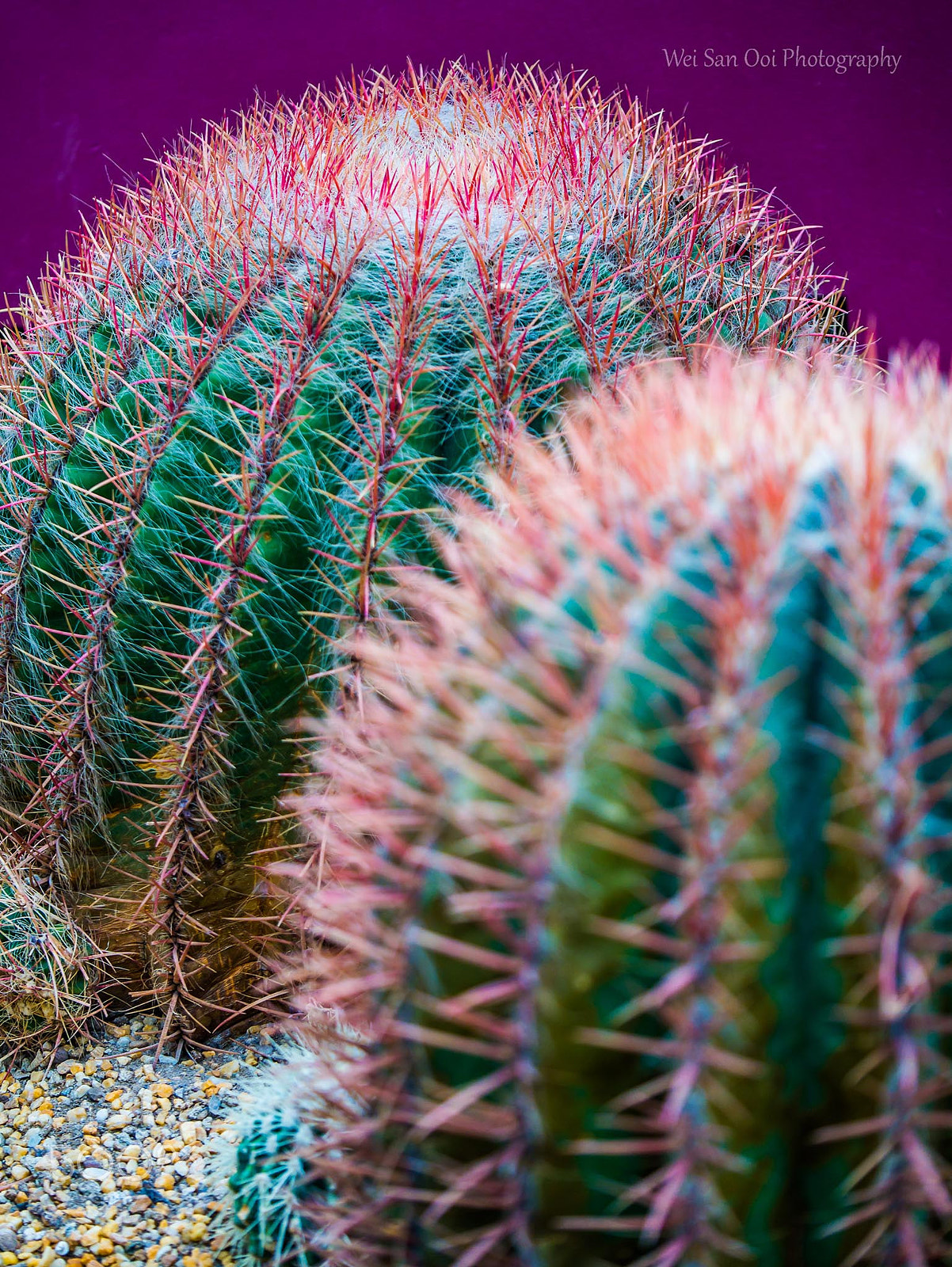 Panasonic Lumix DMC-GX7 sample photo. Cactus 06 photography