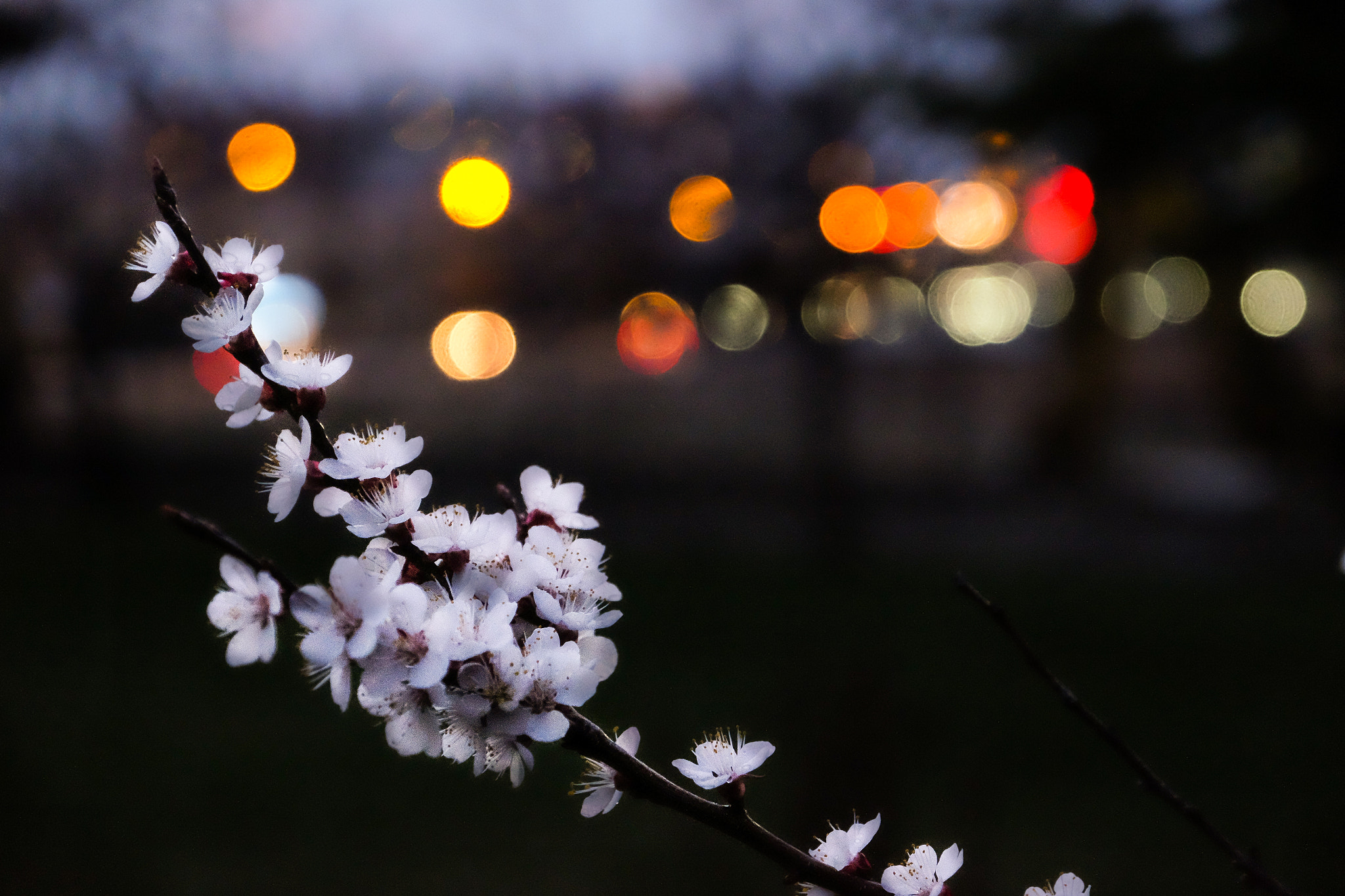 Fujifilm X-T1 + Fujifilm XF 16-55mm F2.8 R LM WR sample photo. Spring photography