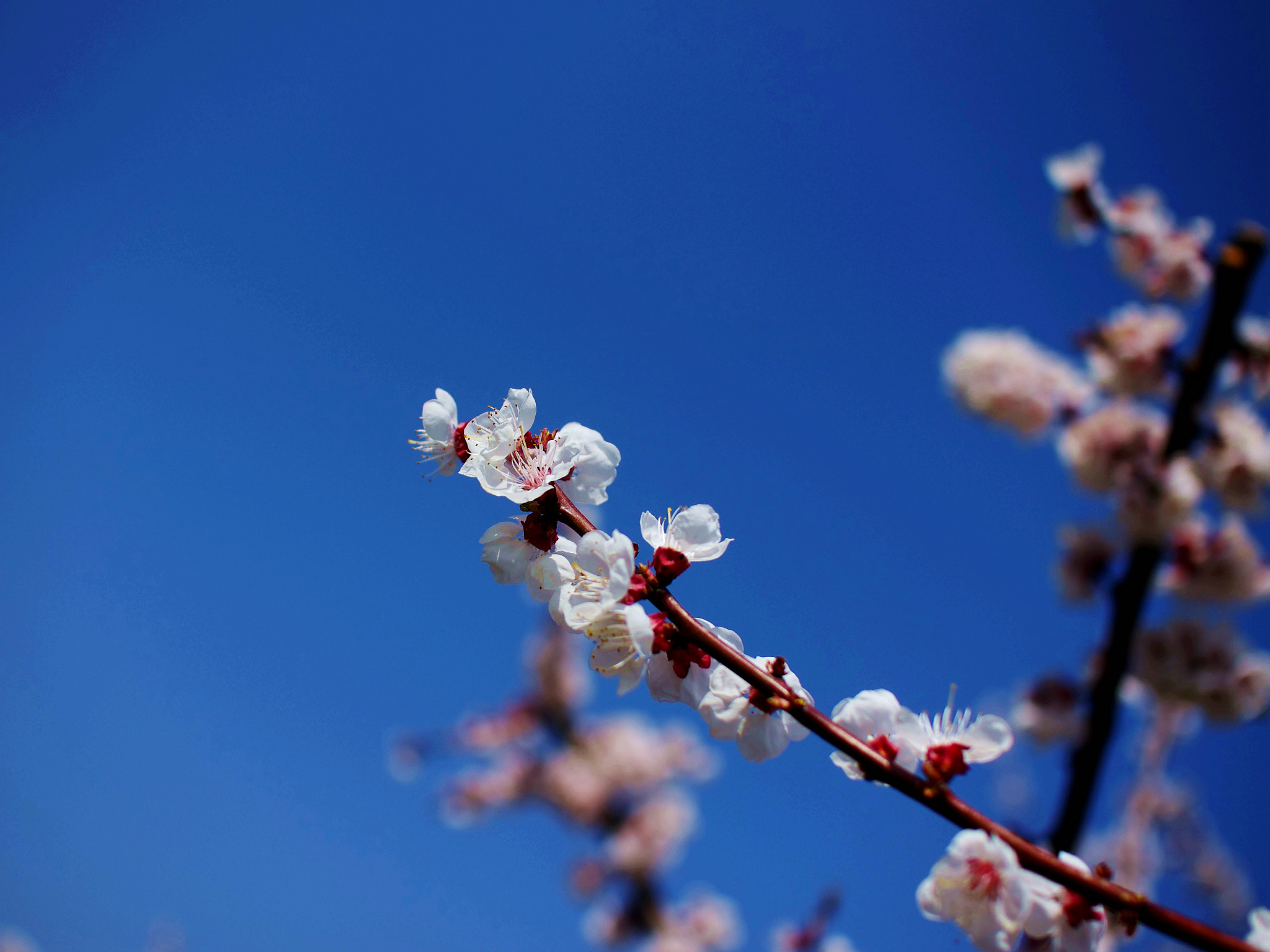 Pentax K-5 IIs + Sigma sample photo. Apricot flower photography