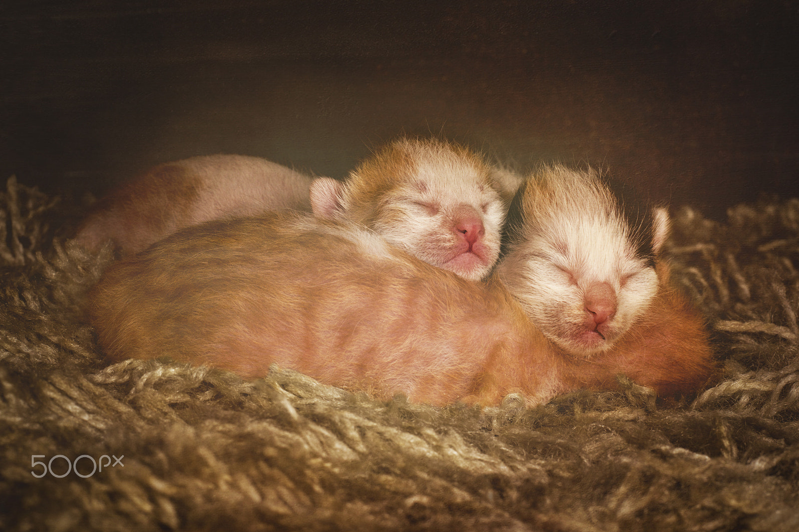 Nikon D3100 + Nikon AF-S Nikkor 50mm F1.8G sample photo. قطط photography