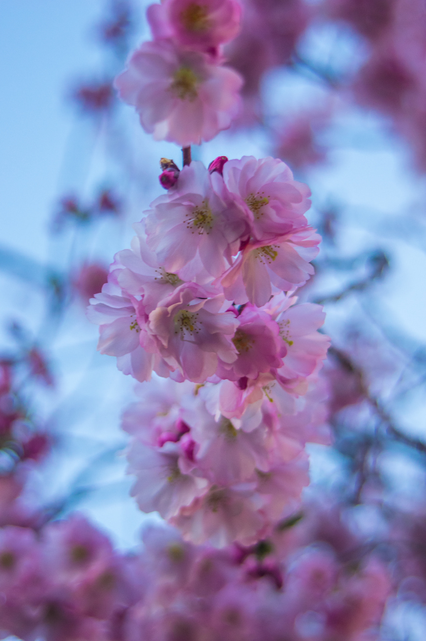 Pentax K-3 + A Series Lens sample photo. Spring flowers photography