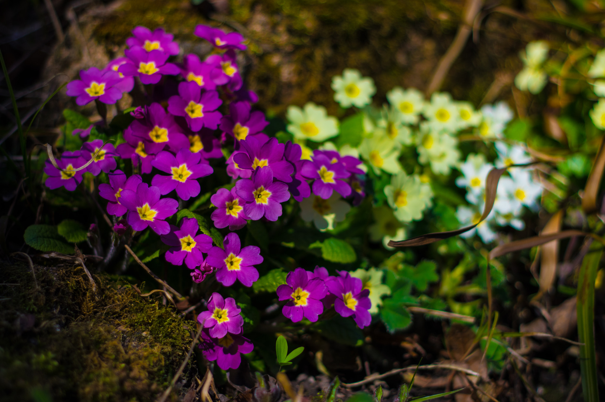 Pentax K-3 sample photo. Spring flowers photography