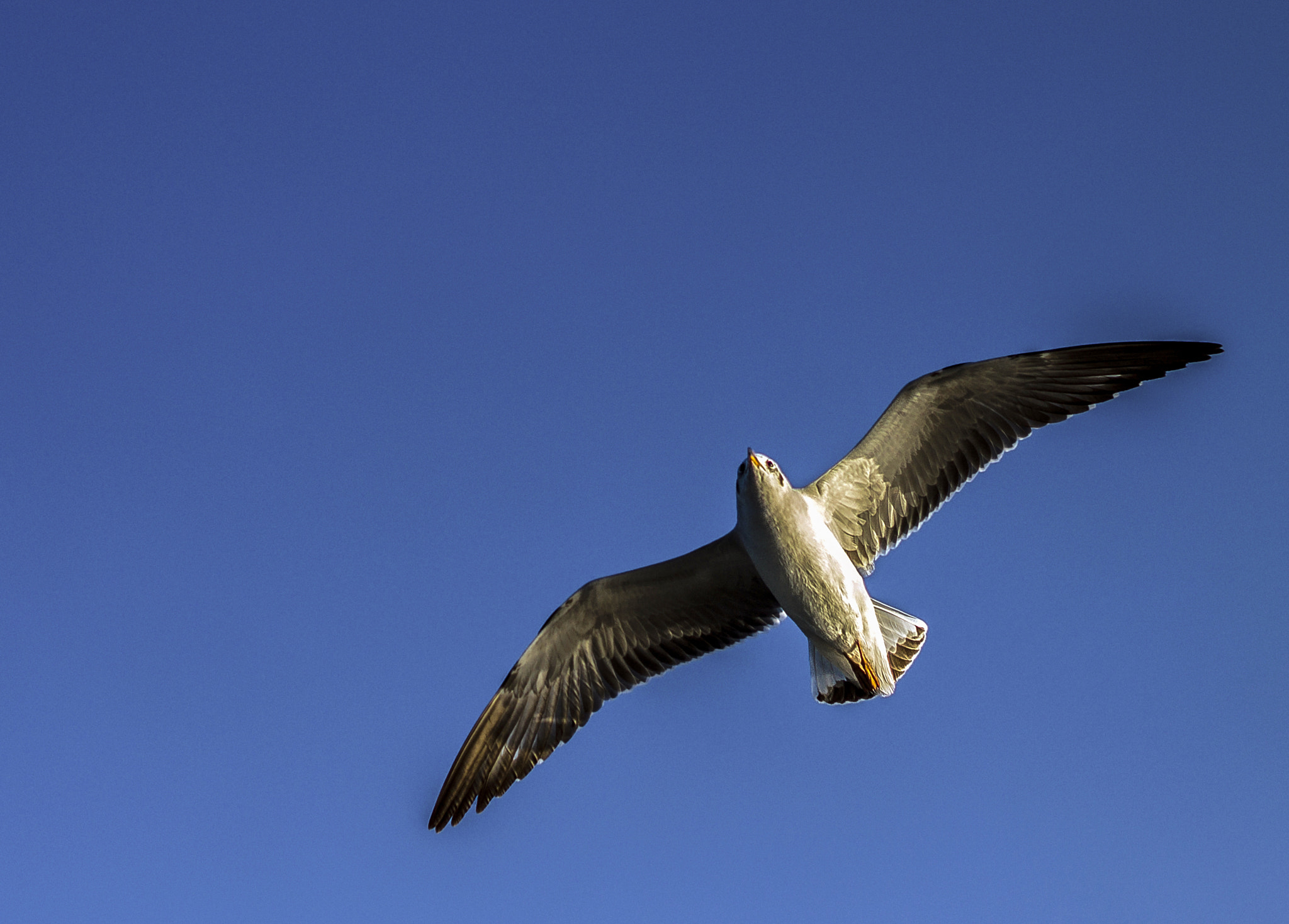 Canon EOS 1100D (EOS Rebel T3 / EOS Kiss X50) sample photo. Seagull photography