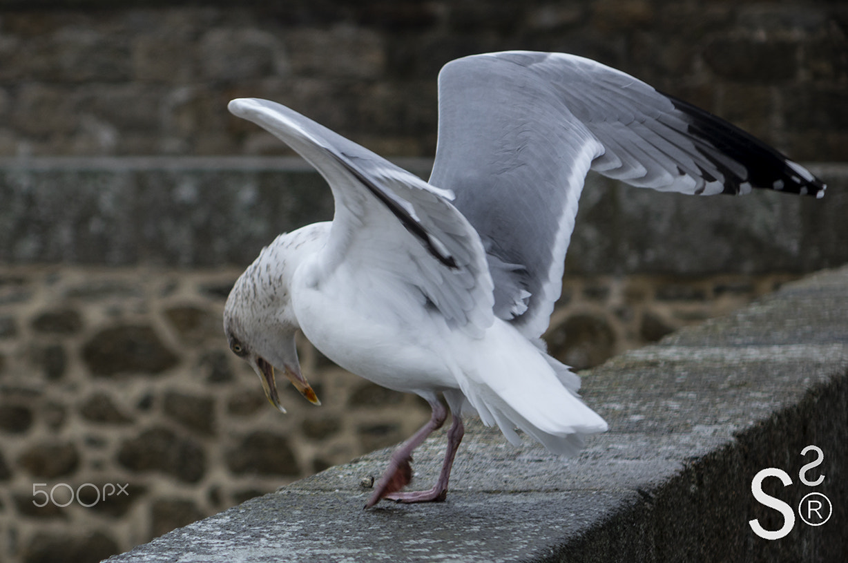 Sony Cyber-shot DSC-RX10 sample photo. Saint-malo 25 photography