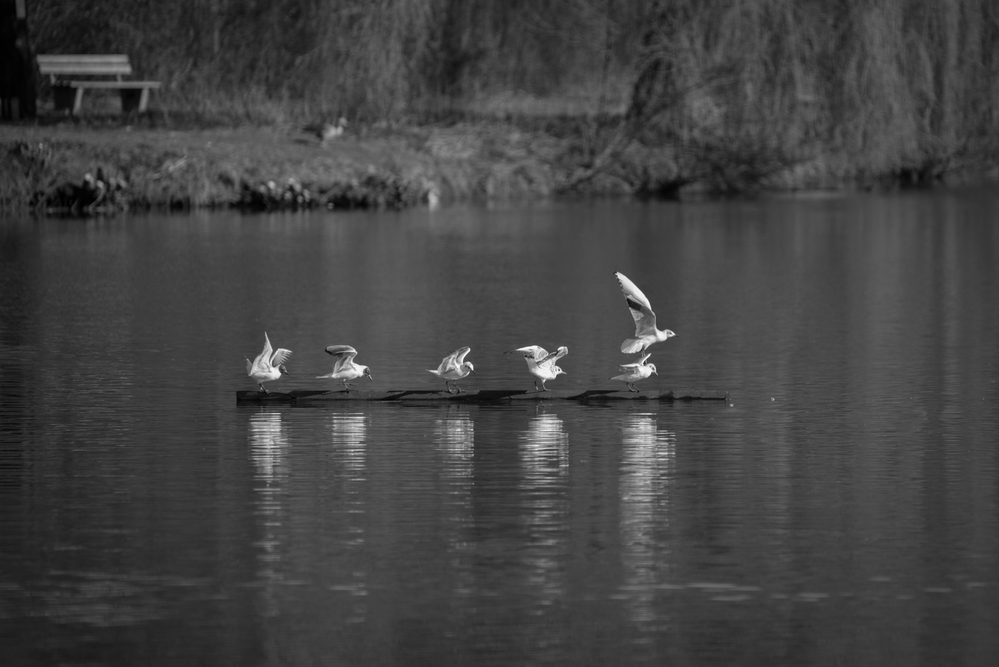 Nikon D750 + Sigma 150-500mm F5-6.3 DG OS HSM sample photo. Gulls on a beam photography