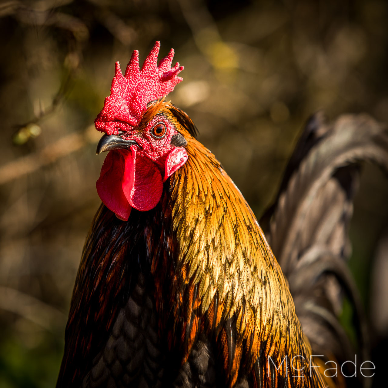 Canon EF 70-200mm F2.8L IS USM sample photo. Nidderdale cock - 0q5a3385 photography