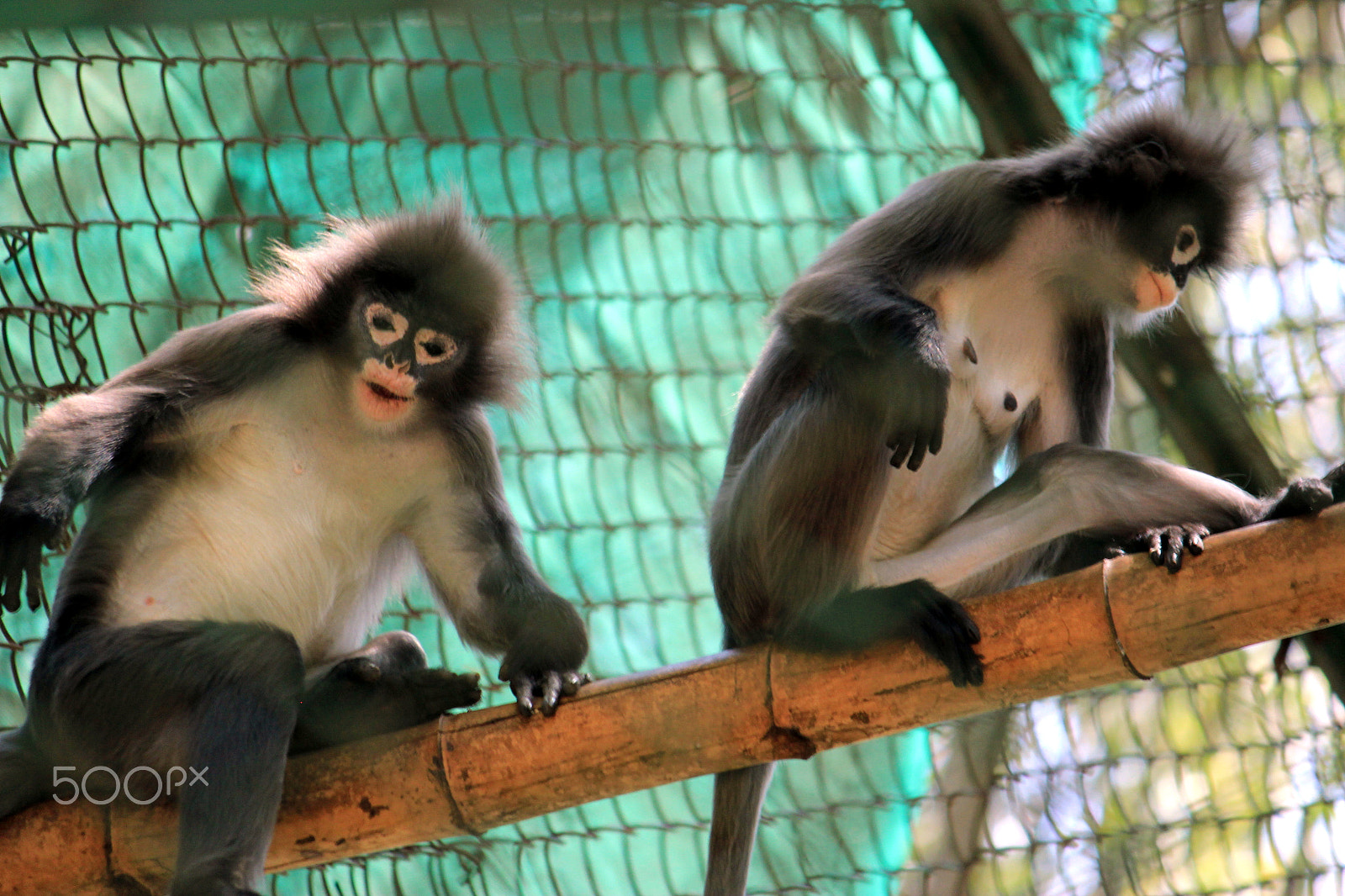 Canon EF-S 55-250mm F4-5.6 IS sample photo. Angry langur photography