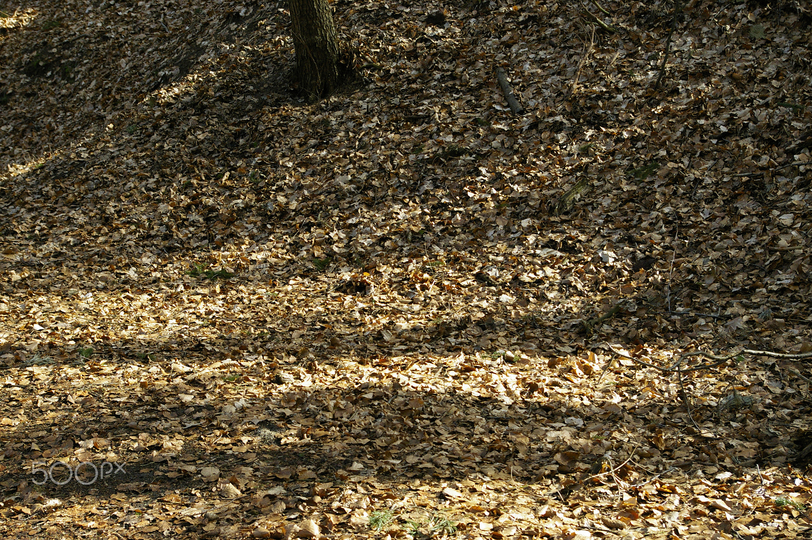 Pentax smc DA 18-55mm F3.5-5.6 AL sample photo. Shadows photography