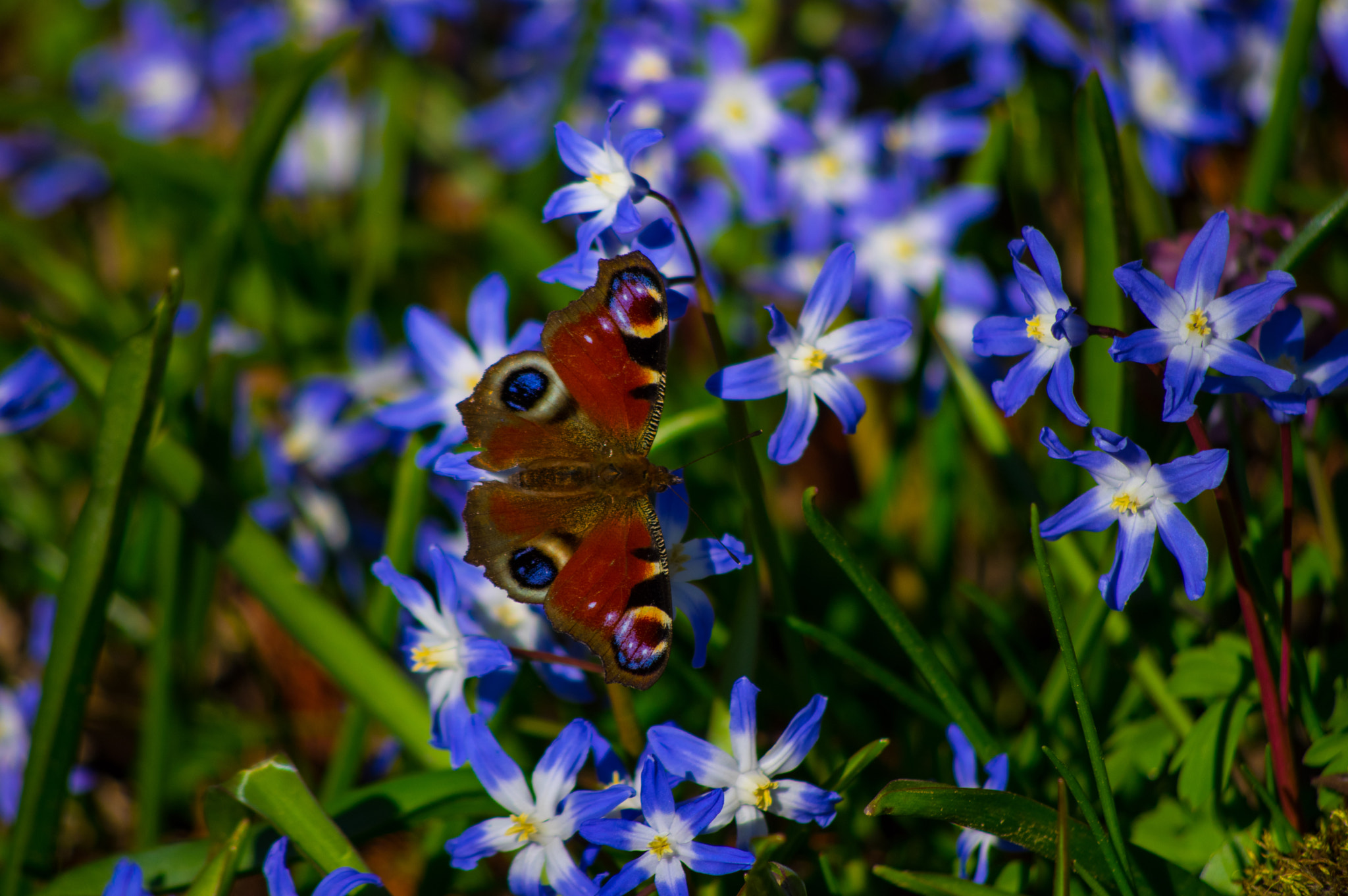 Pentax K-3 sample photo. Spring flowers photography