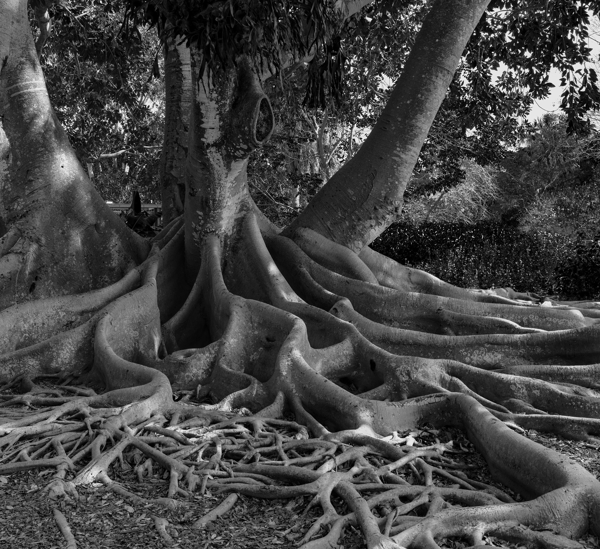 Hasselblad X1D-50c sample photo. Ficus roots photography