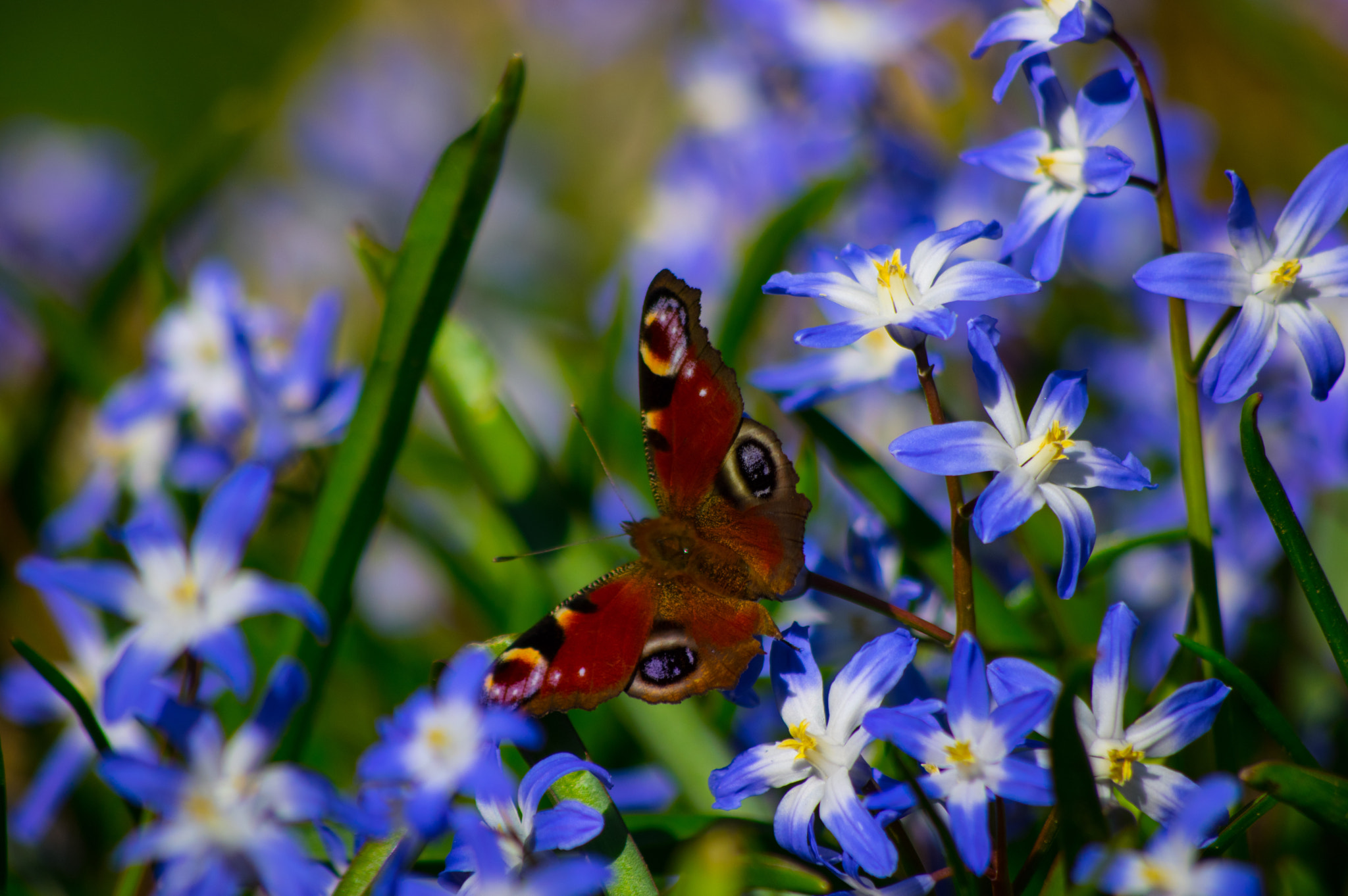 Pentax K-3 sample photo. Spring flowers photography