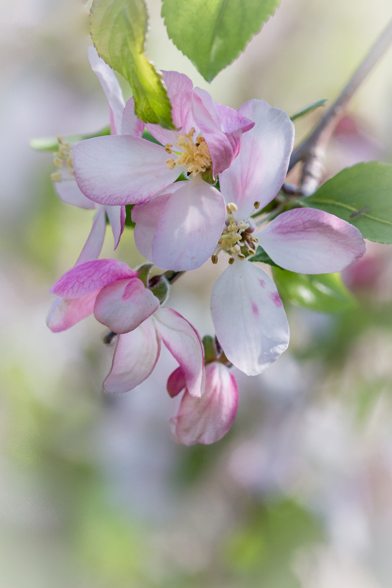 Canon EOS 7D sample photo. Spring blossoms photography