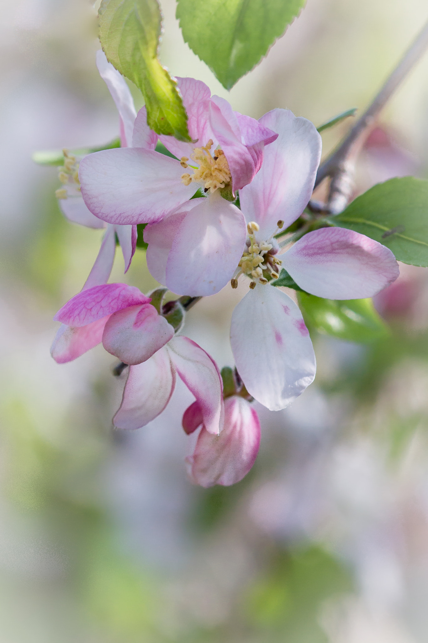Canon EF 100mm F2.8 Macro USM sample photo. Spring blossoms photography