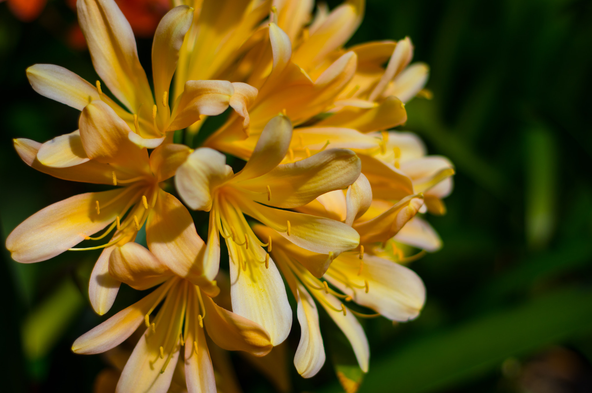 Pentax K-3 sample photo. Spring flowers photography