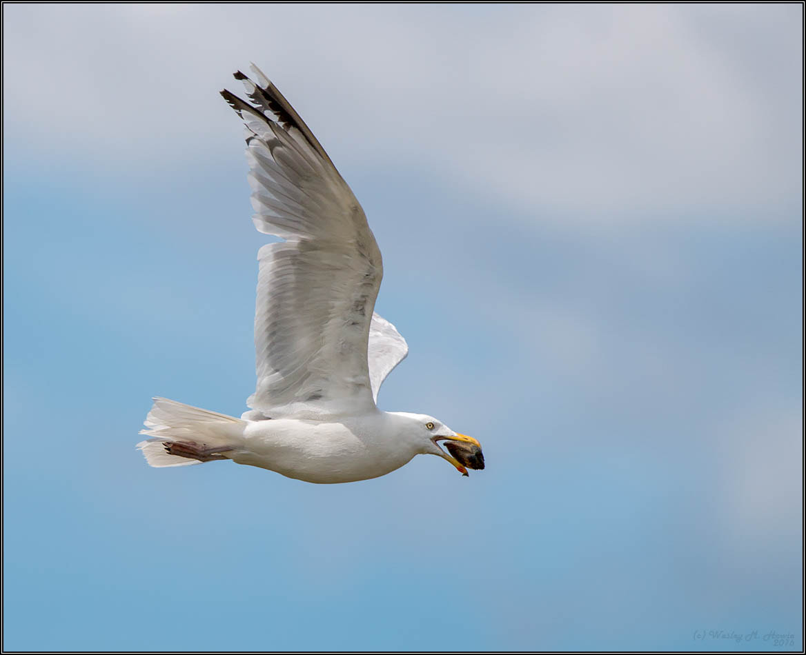 Tamron SP 150-600mm F5-6.3 Di VC USD sample photo. (c)wmh_2016_08_30_1557 herring gull with muscle.jpg photography